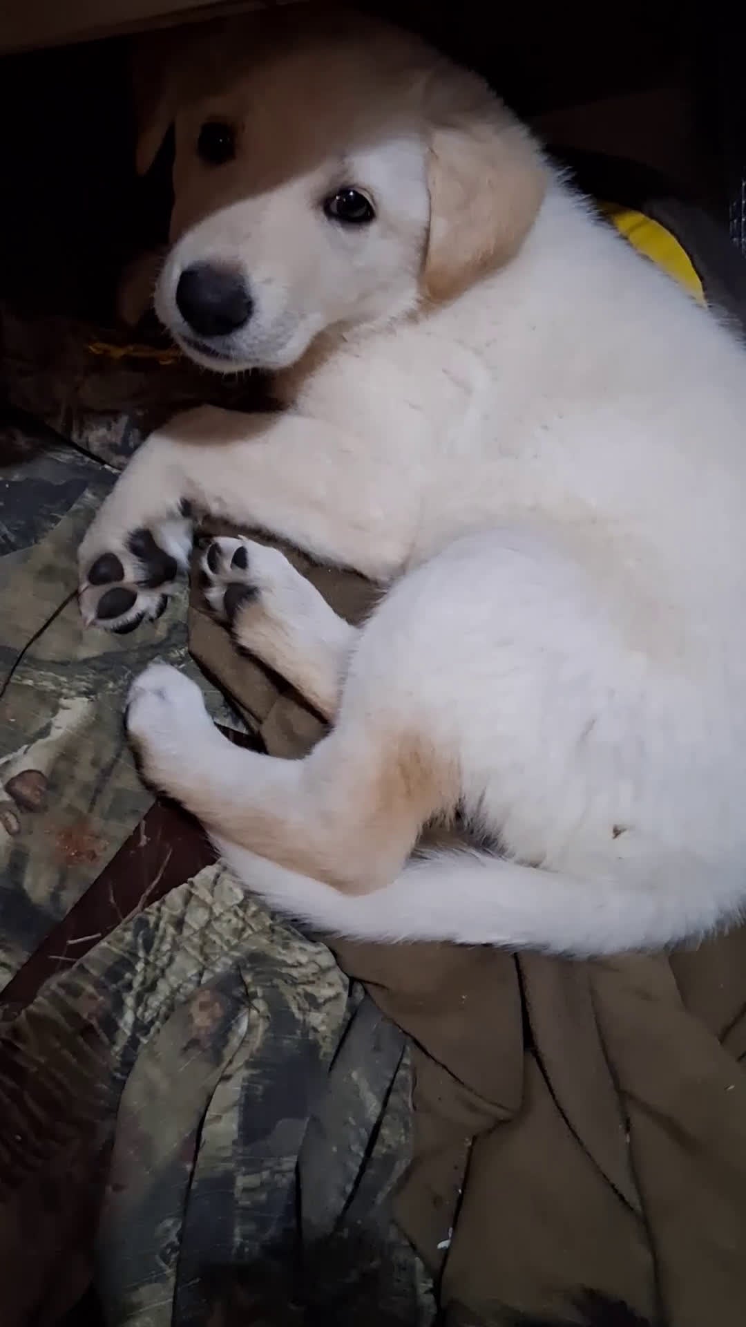 German Shepherd dogs for sale: Cookie - Video 1