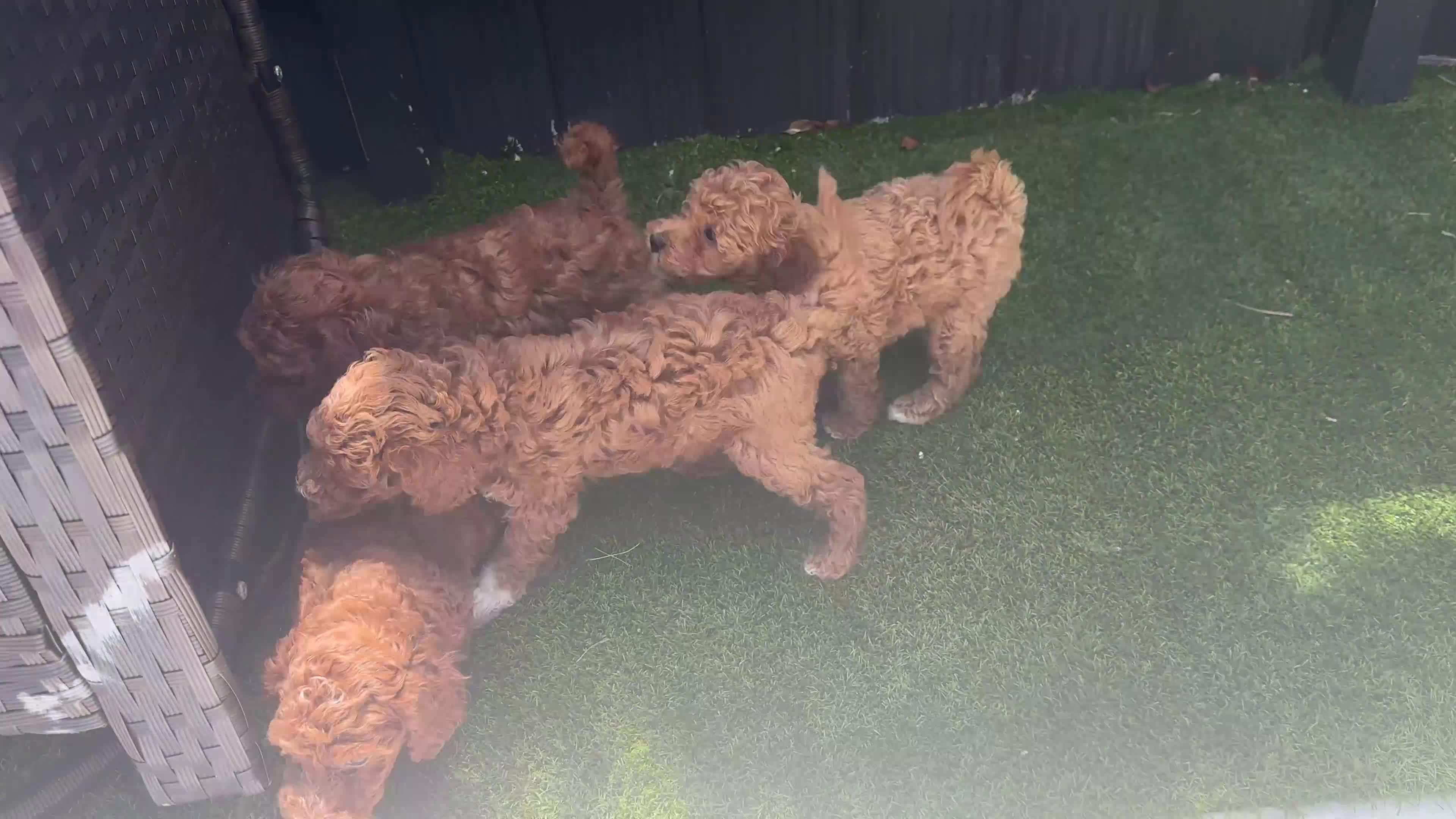 Mini Goldendoodle dogs for sale: Tiramisu - Video 1