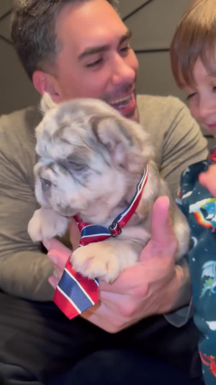 French Bulldog dogs for sale: Voilet - Video 2