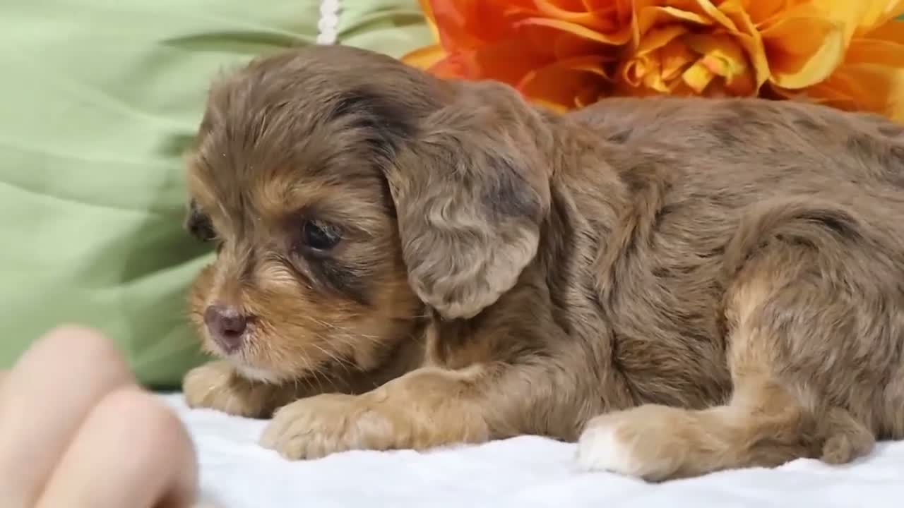 Cavapoo dogs for sale: Nevaeh - Video 1