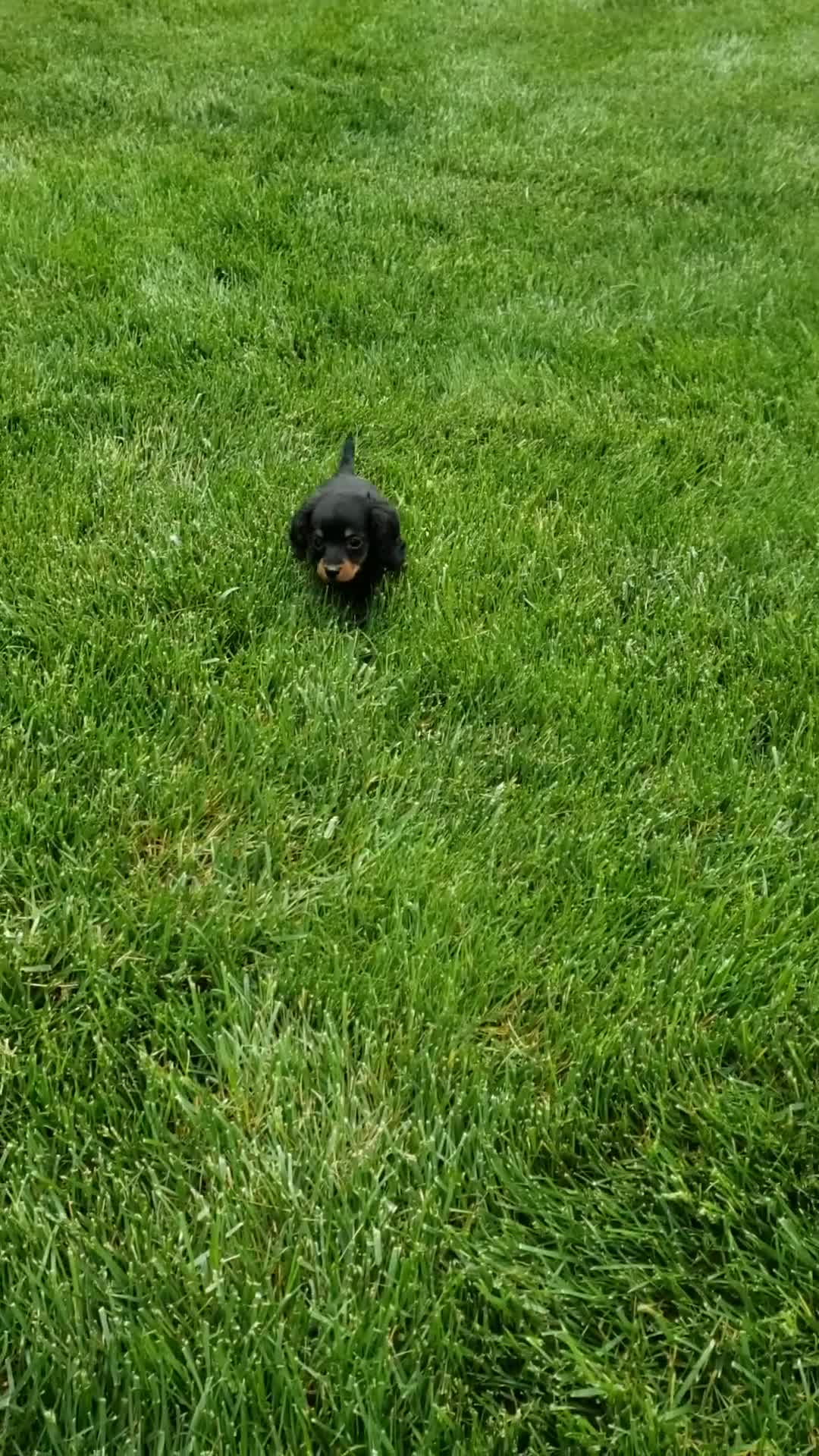 Miniature Dachshund dogs for sale: Miniature Dachshund Puppy 2 - Video 2