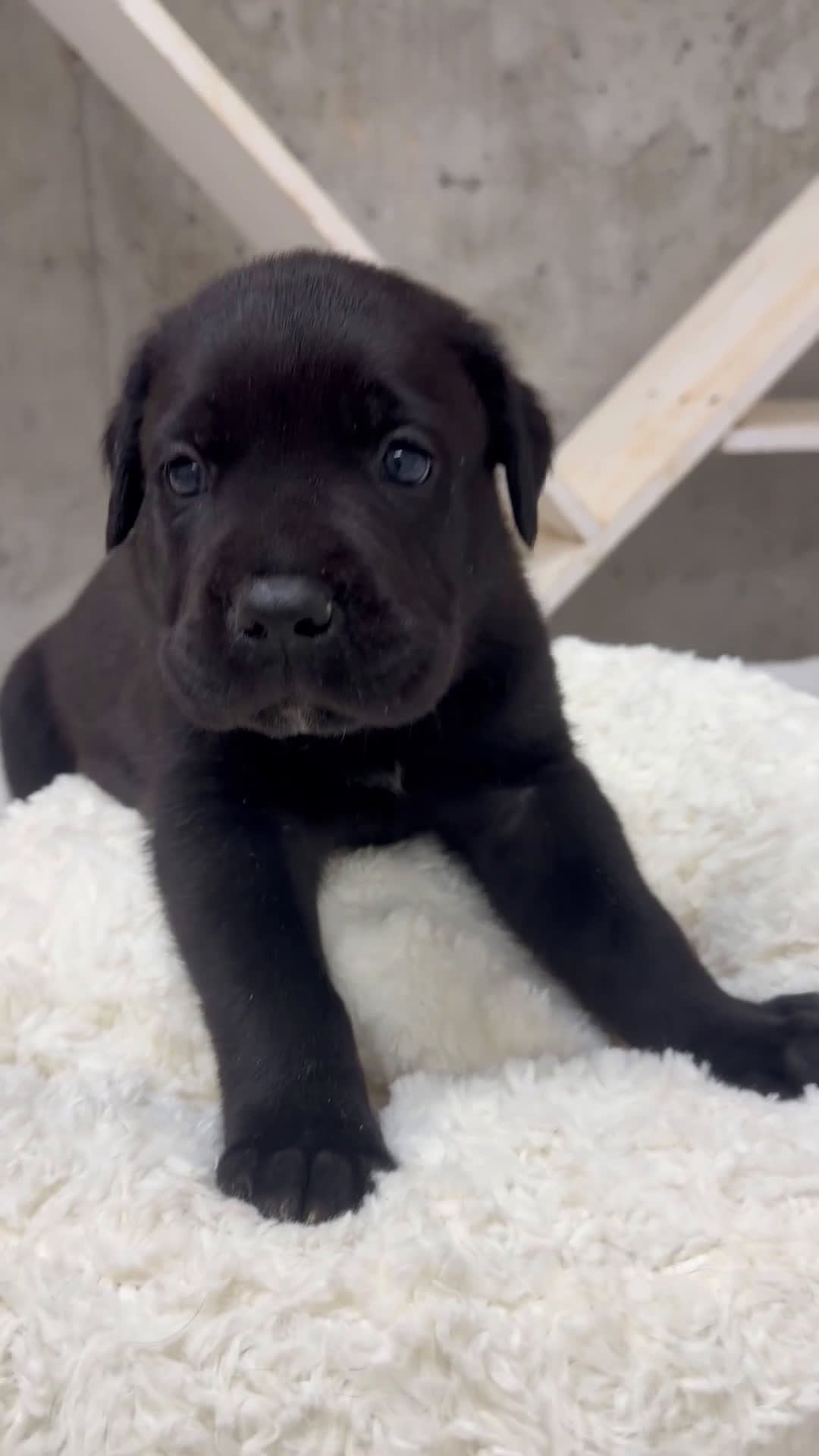 Cane Corso dogs for sale: Cane Corso Puppy 4 - Video 1