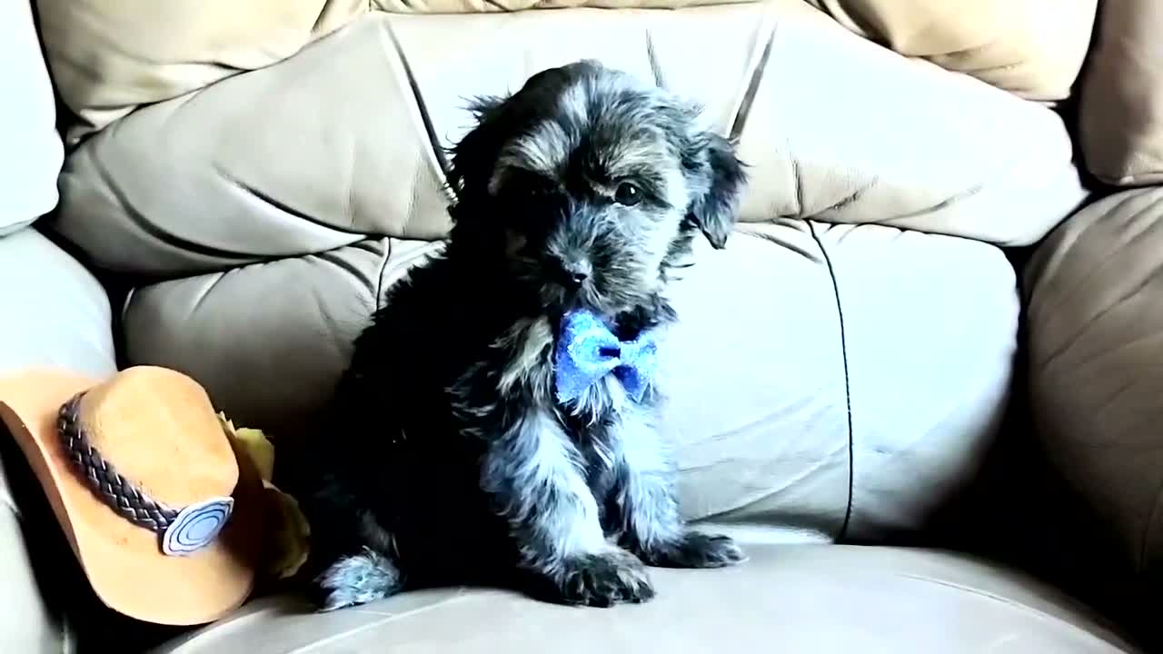 Yorkiepoo dogs for sale: Rocco  - Video 3
