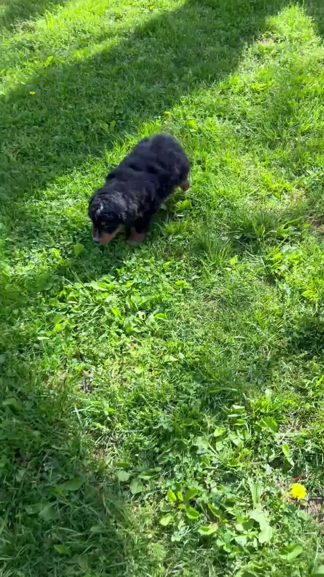 Mini Bernedoodle dogs for sale: Benson - Video 1