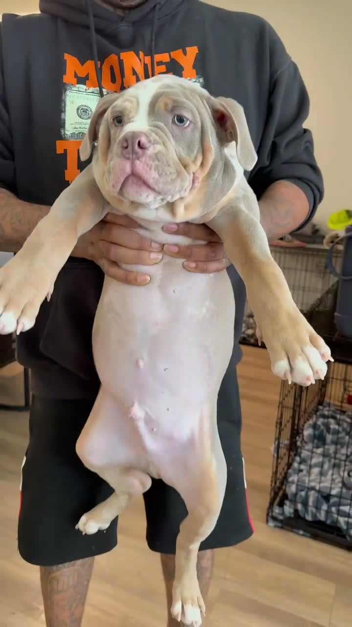 American Bully dogs for sale: Bruno - Video 1