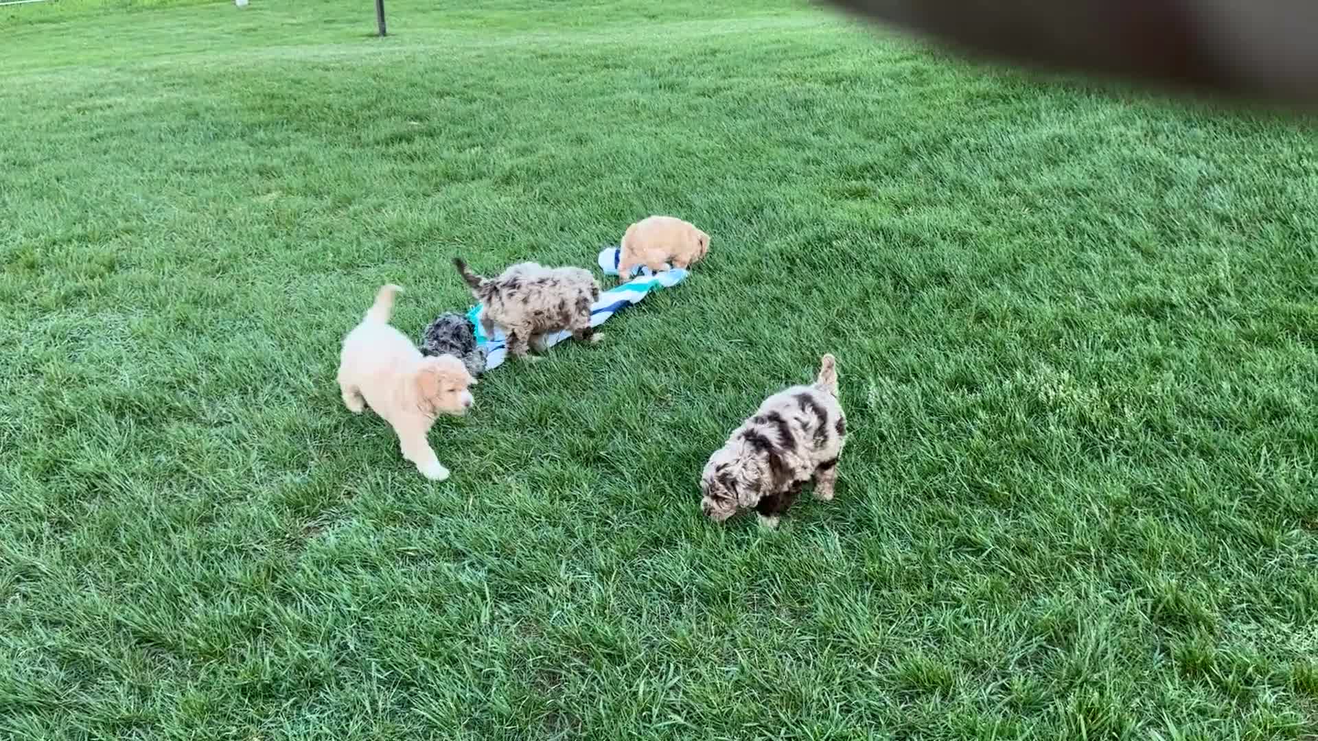 Mini Goldendoodle dogs for sale: Moe  - Video 1