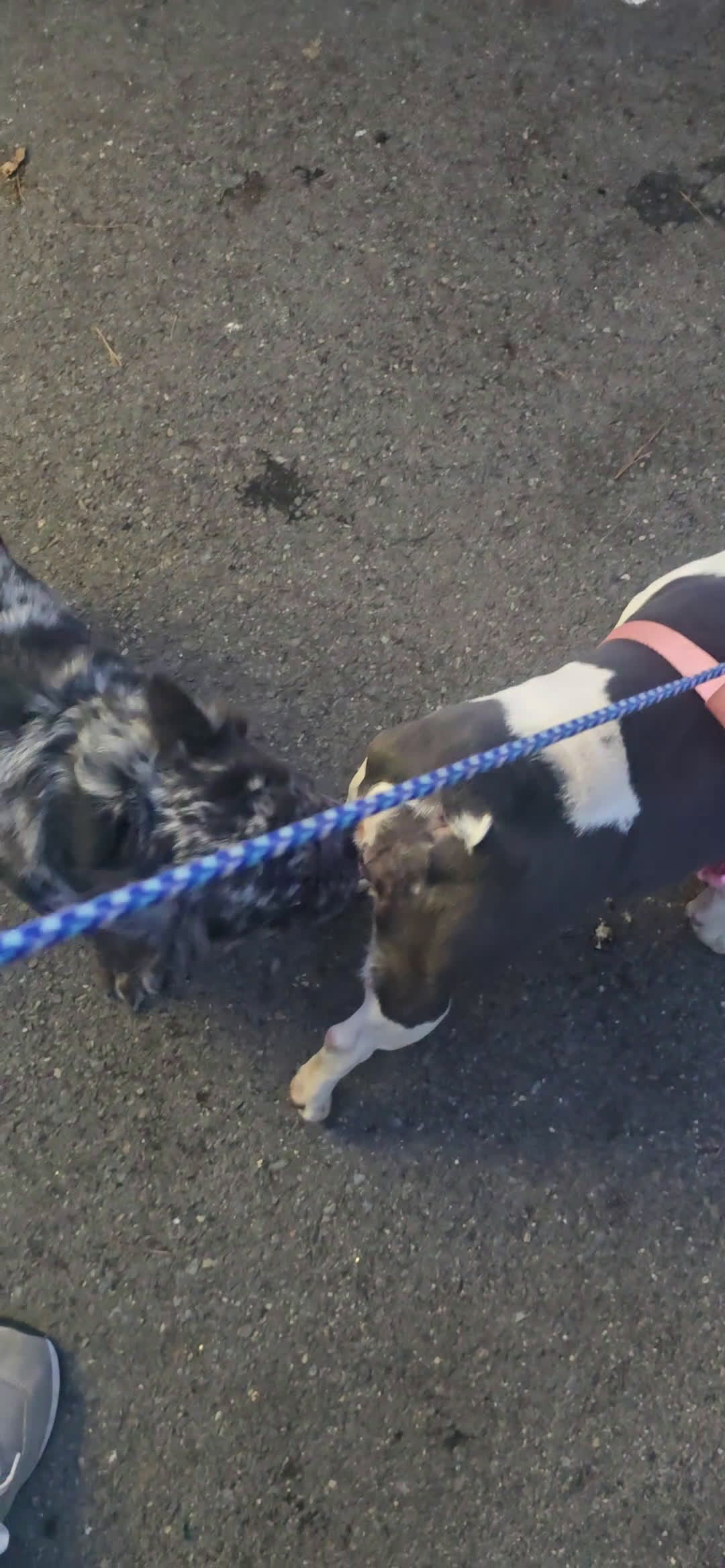 French Bulldog dogs for sale: French Bulldog Puppy 3 - Video 1