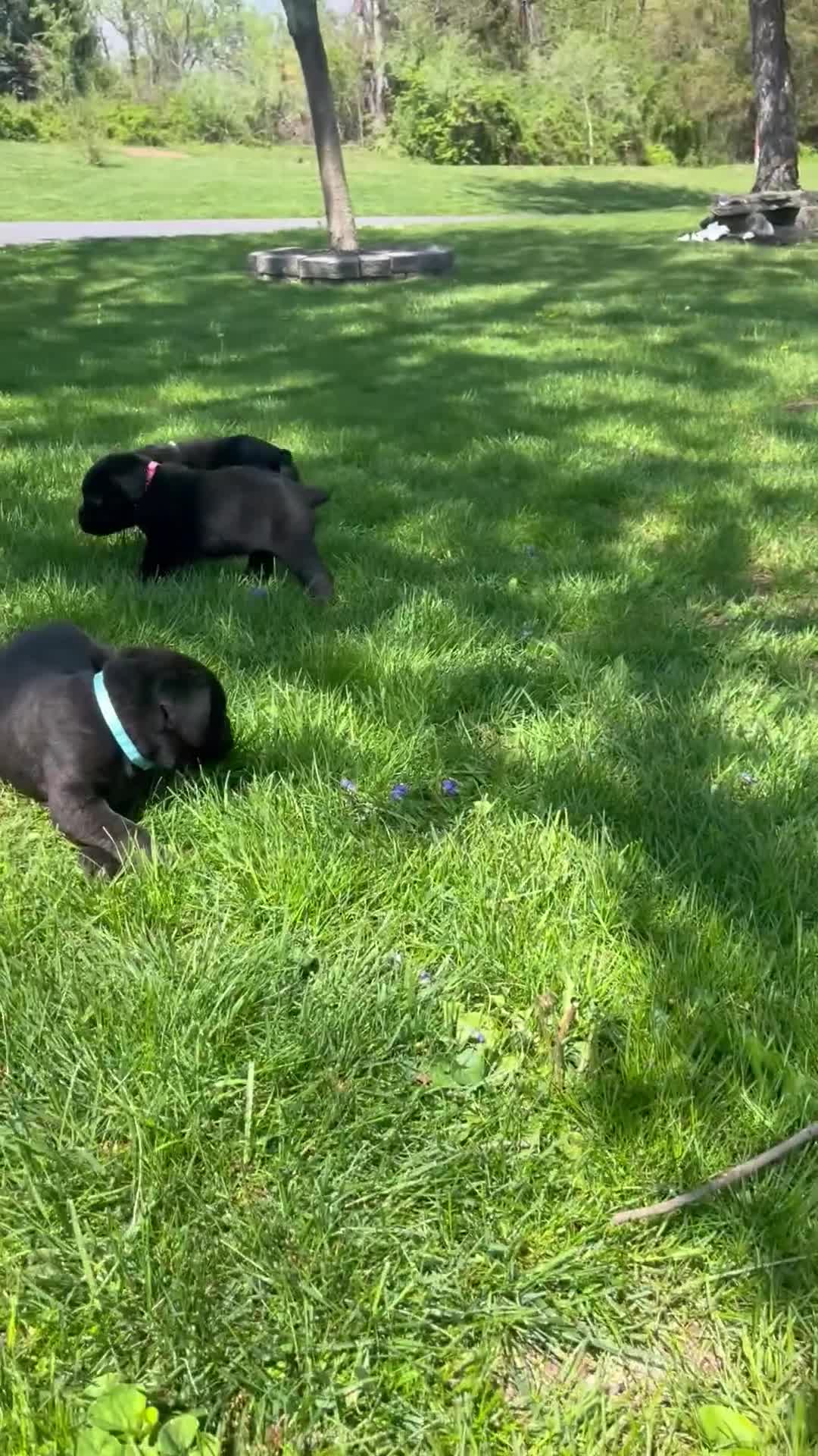 Cane Corso dogs for sale: Athena - Video 1