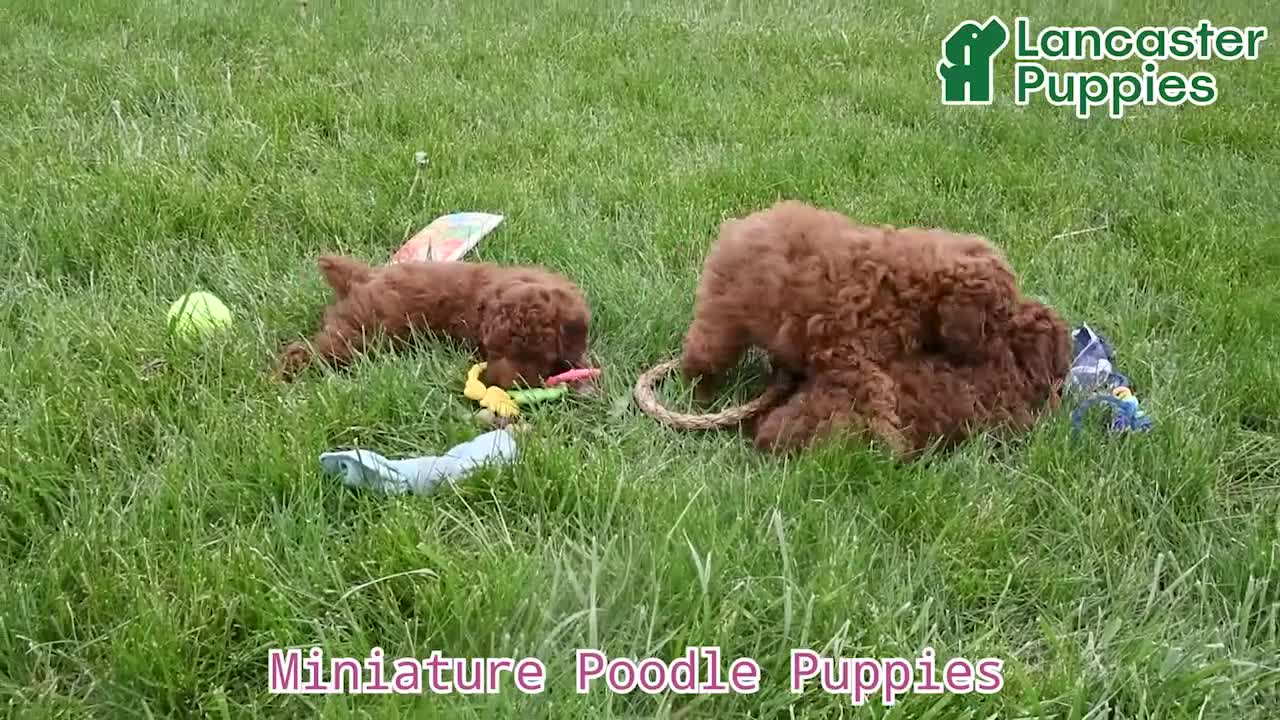Miniature Poodle dogs for sale: Kaiden - Video 1