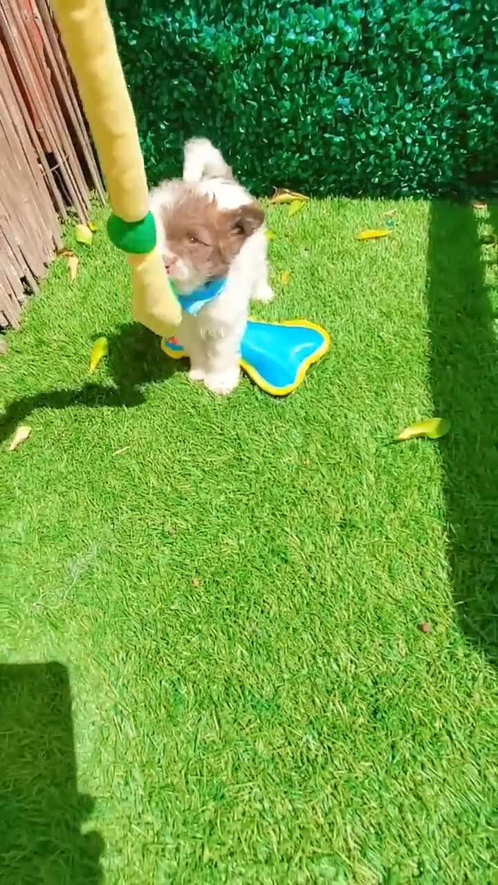 Maltipoo dogs for sale: Angel - Video 1