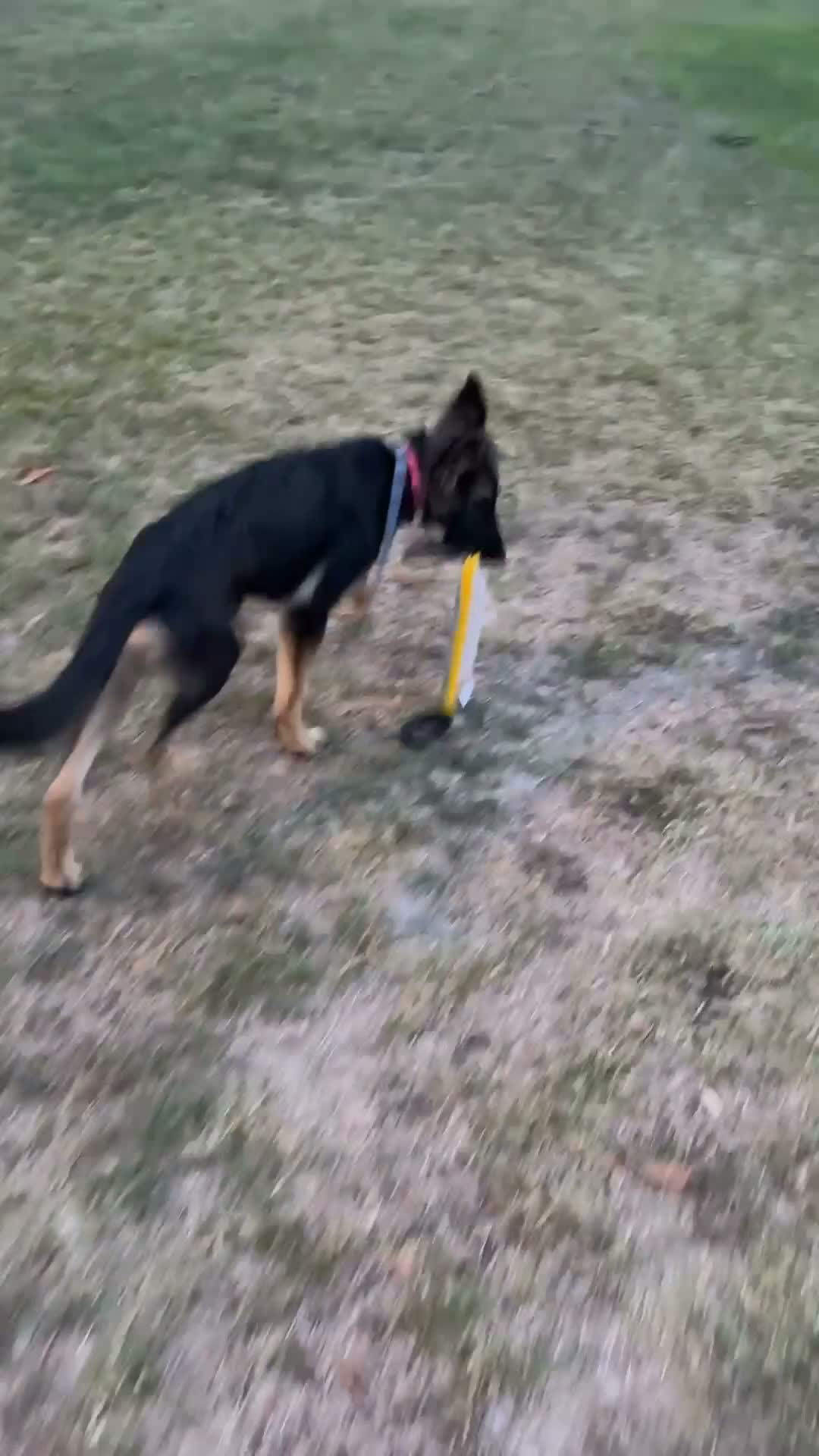 Mixed Breed dogs for sale: Luna - Video 1