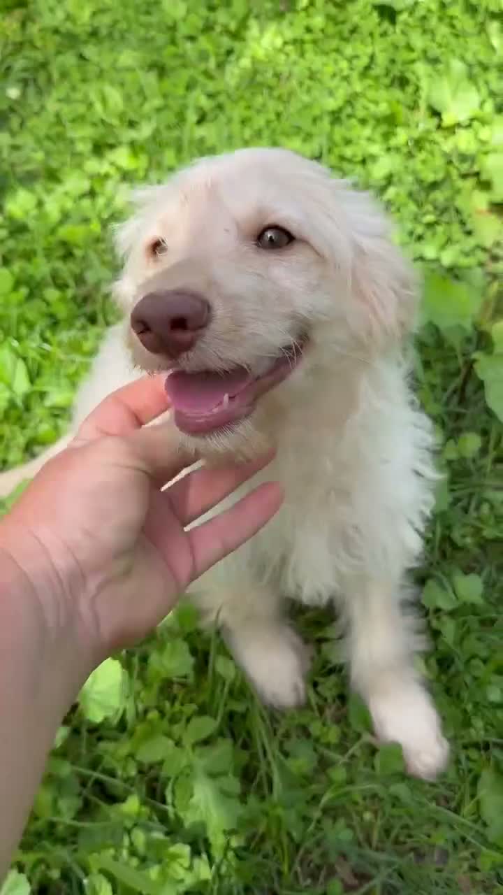 Mini Goldendoodle dogs for sale: Flynn - Video 2