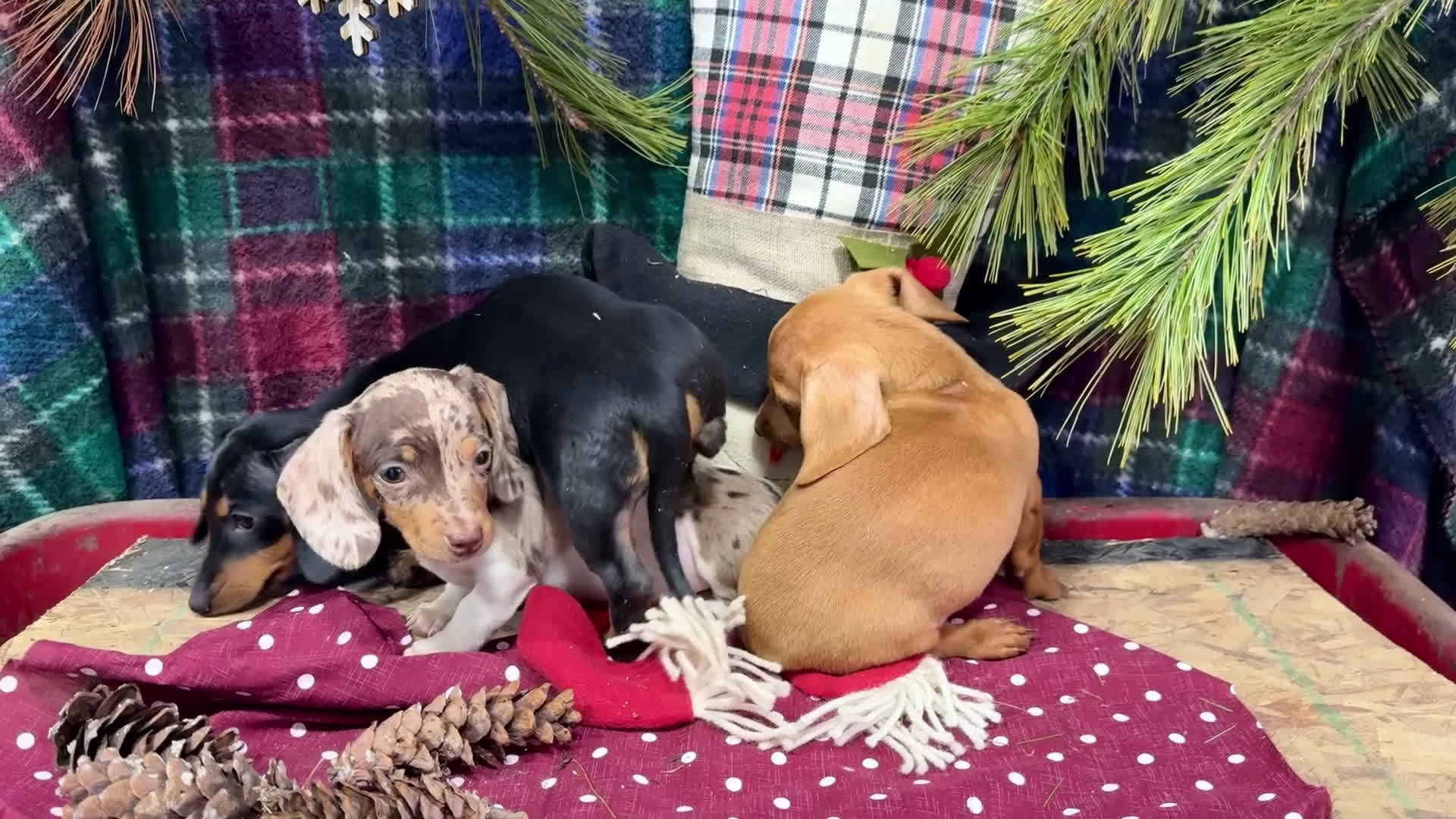 Miniature Dachshund dogs for sale: Ronnie - Video 2