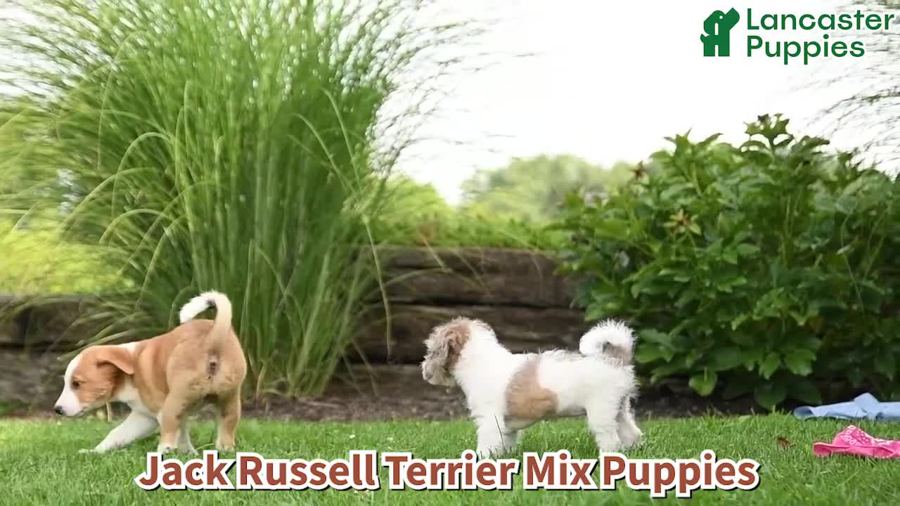 Mixed Breed dogs for sale: Flora   - Video 1