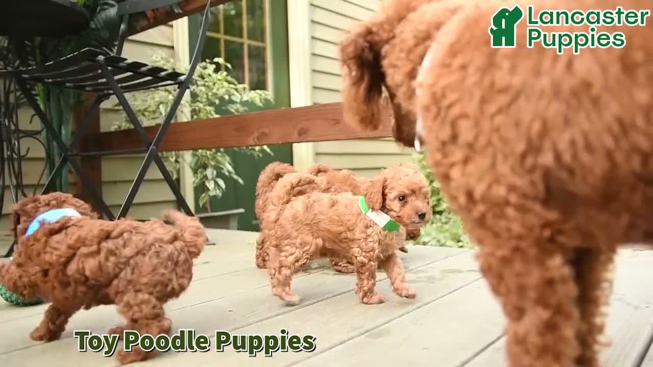 Toy Poodle dogs for sale: Flopsy - Video 1