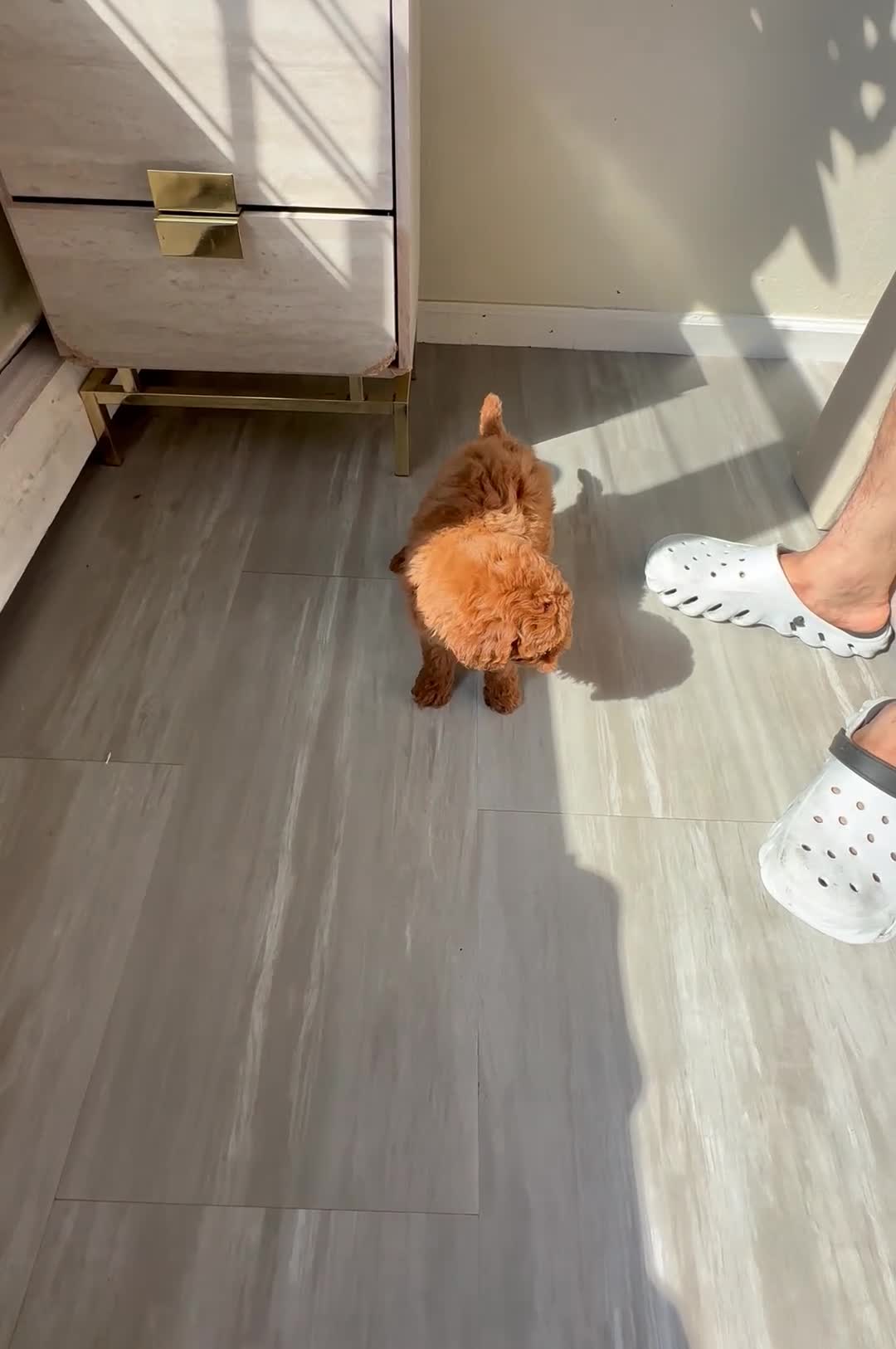 Toy Poodle dogs for sale: romus  - Video 1