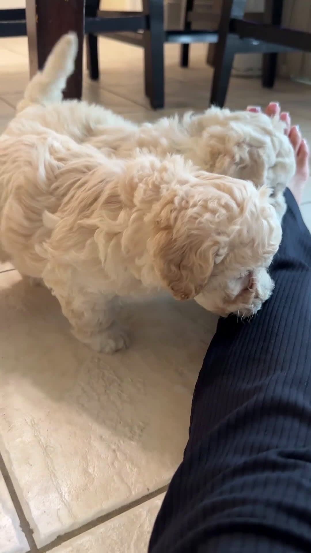 Mixed Breed dogs for sale: Sophia  - Video 1