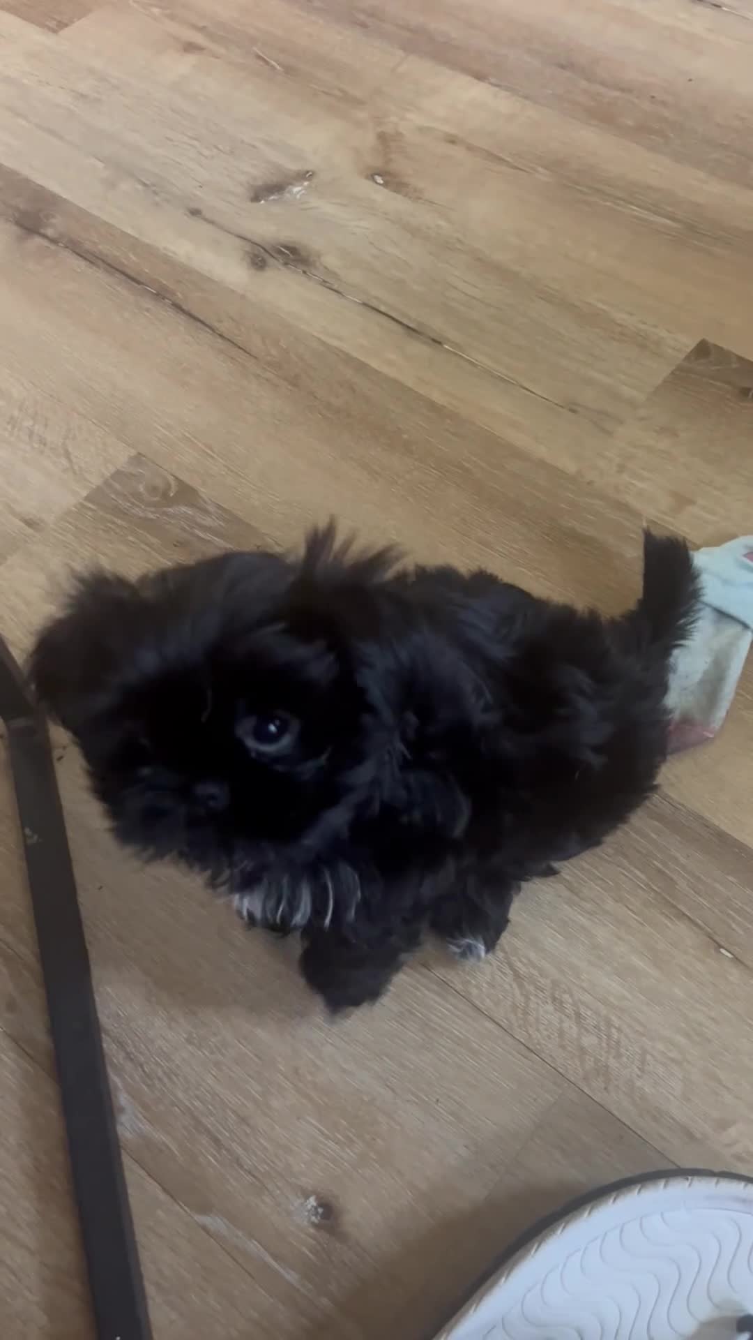 Shih Tzu dogs for sale: Shih Tzu Puppy 2 Kupkake - Video 2