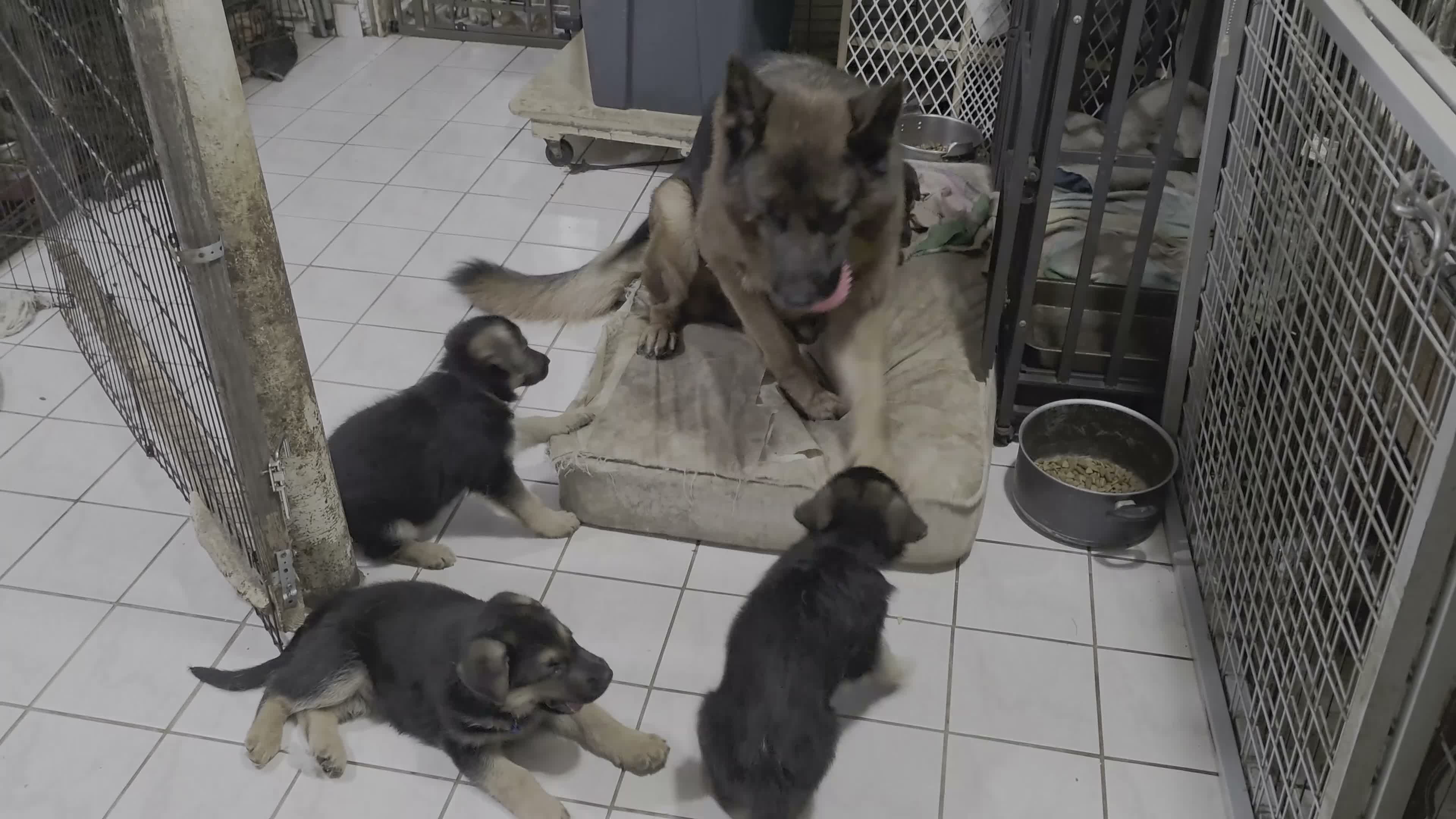 German Shepherd dogs for sale: Diesel 🐾 - Video 3