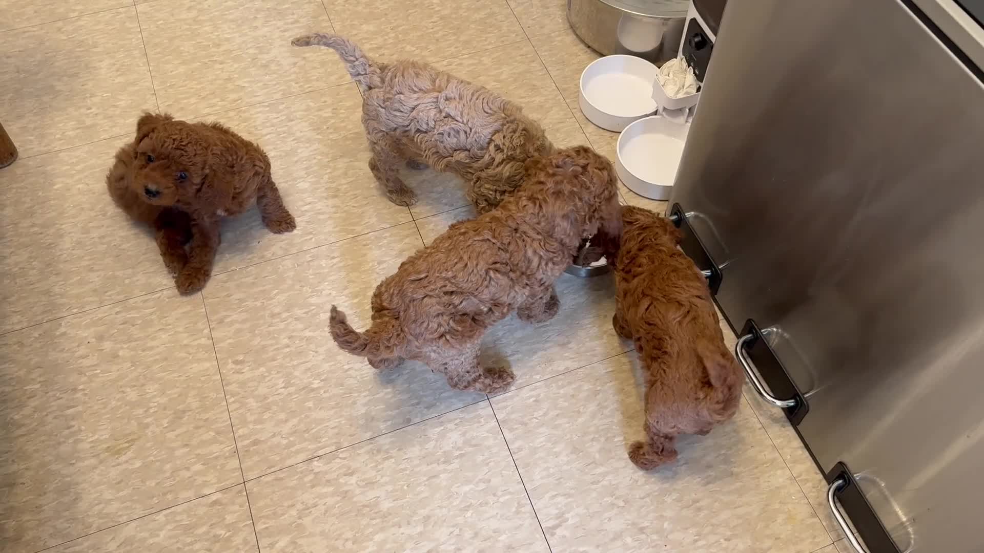 Mini Goldendoodle dogs for sale: Poppi - Video 1