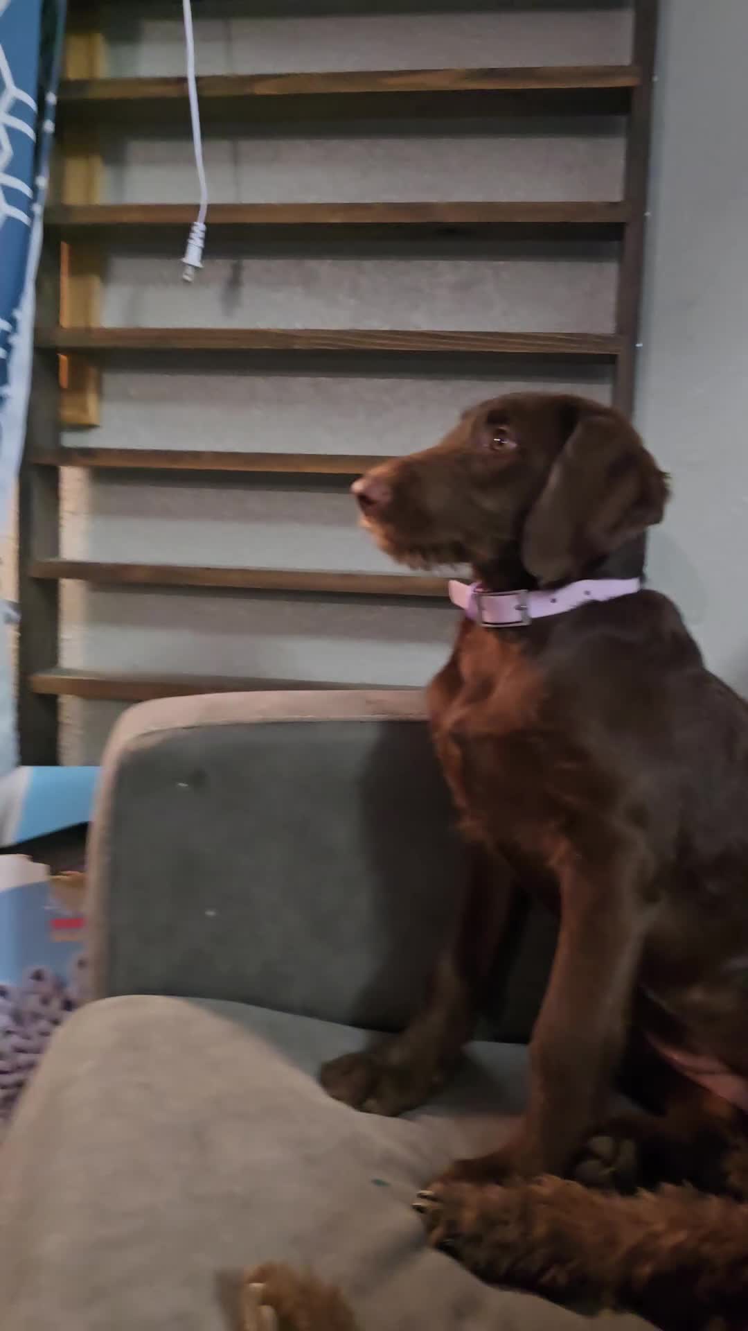 Labradoodle dogs for sale: Scarlett - Video 2