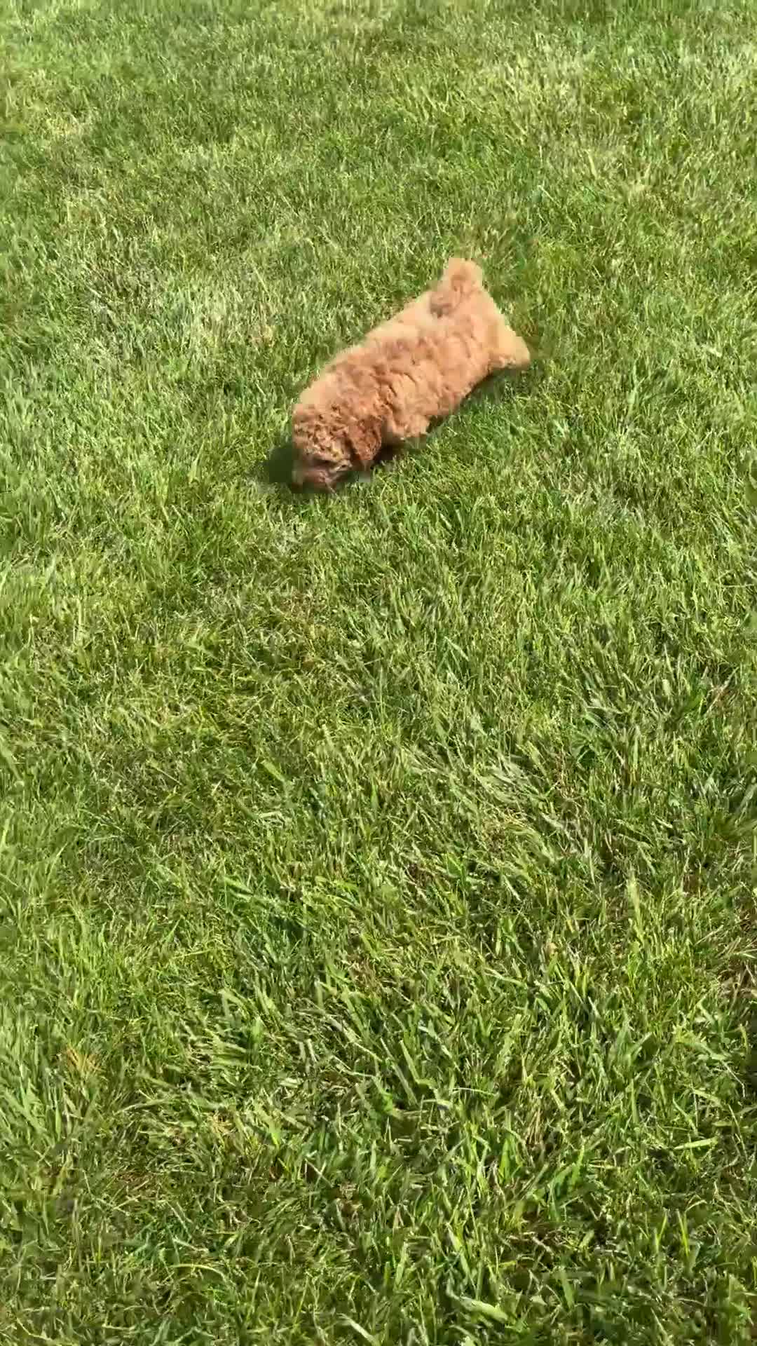 Miniature Labradoodle dogs for sale: Madison - Video 5