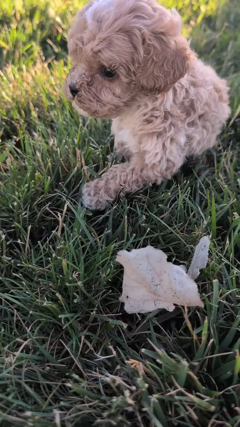 Cavapoo dogs for sale: Shiloh - Video 1