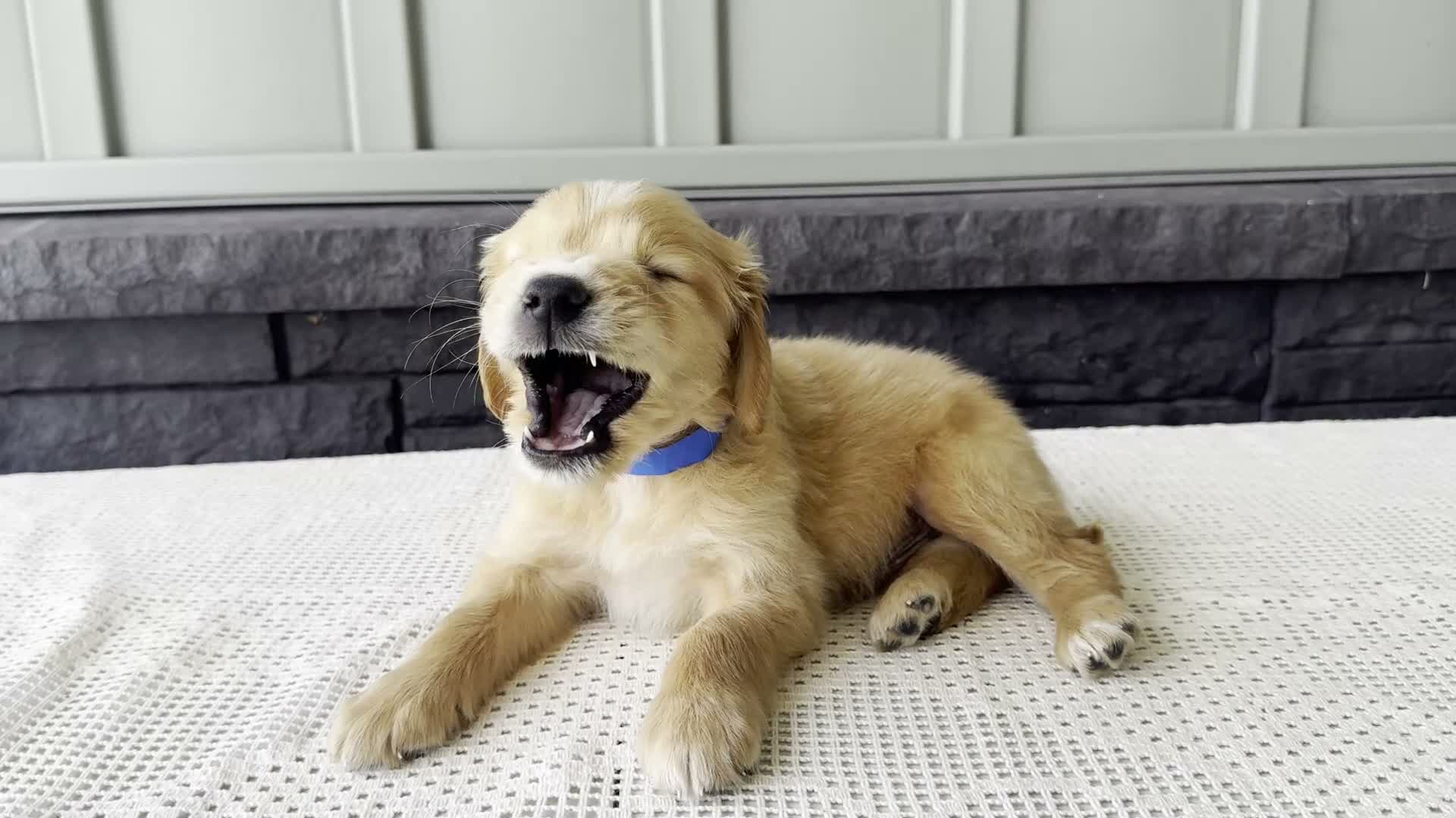 Mixed Breed dogs for sale: Teddy - Video 1