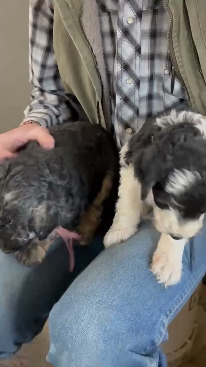 Mixed Breed dogs for sale: Loren – Grey & White Small Merle Female Mini Bernedoodle | Happy & Social | 25–30 lbs - Video 1