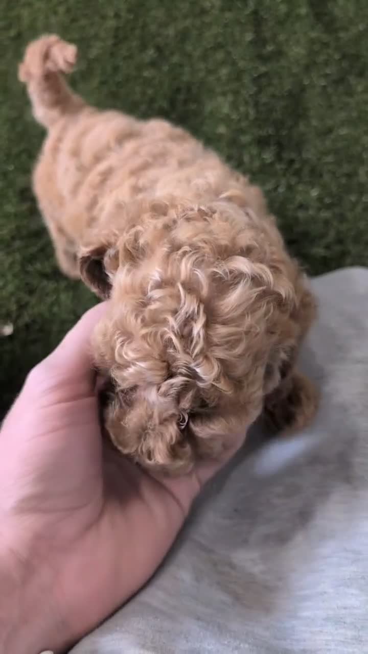 Miniature Poodle dogs for sale: Luna - Video 1