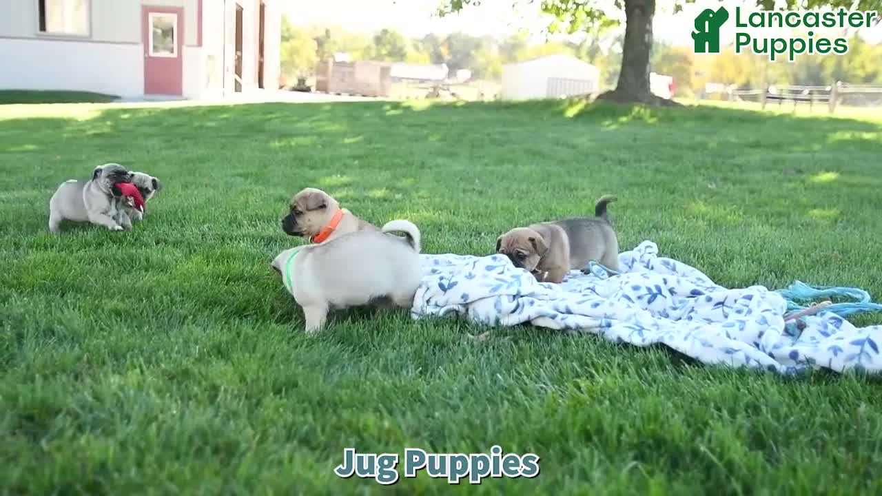 Jug dogs for sale: Autumn - Video 1