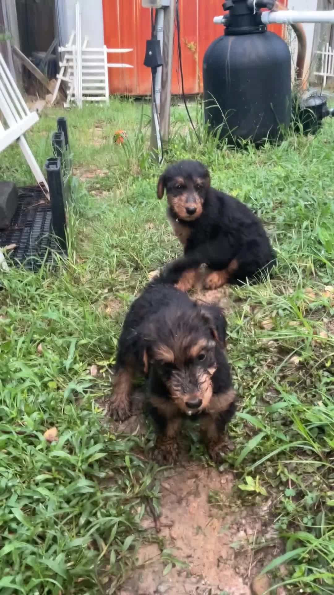 Airedale Terrier dogs for sale: Airedale Terrier 2 - Video 1