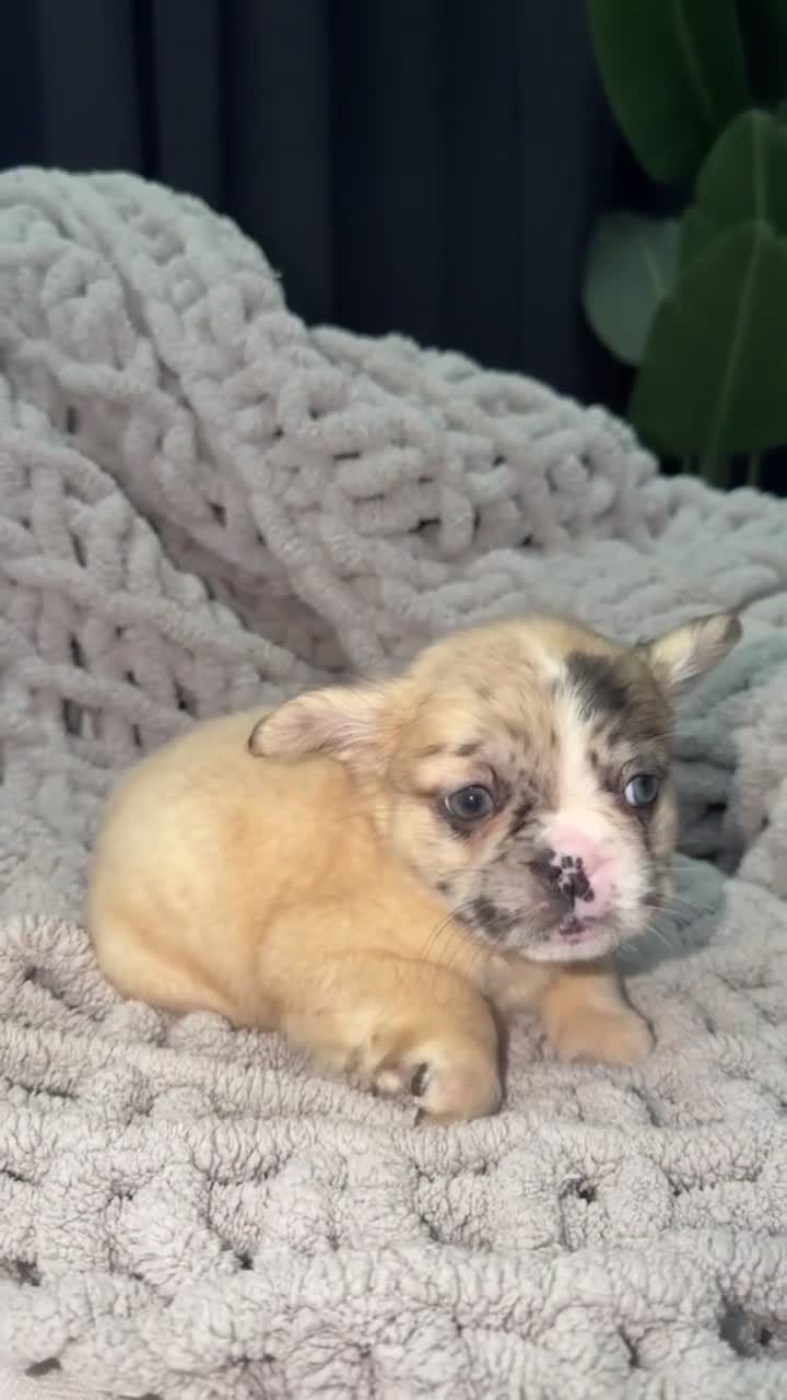 French Bulldog dogs for sale: Law⚖️🐾 - Video 1
