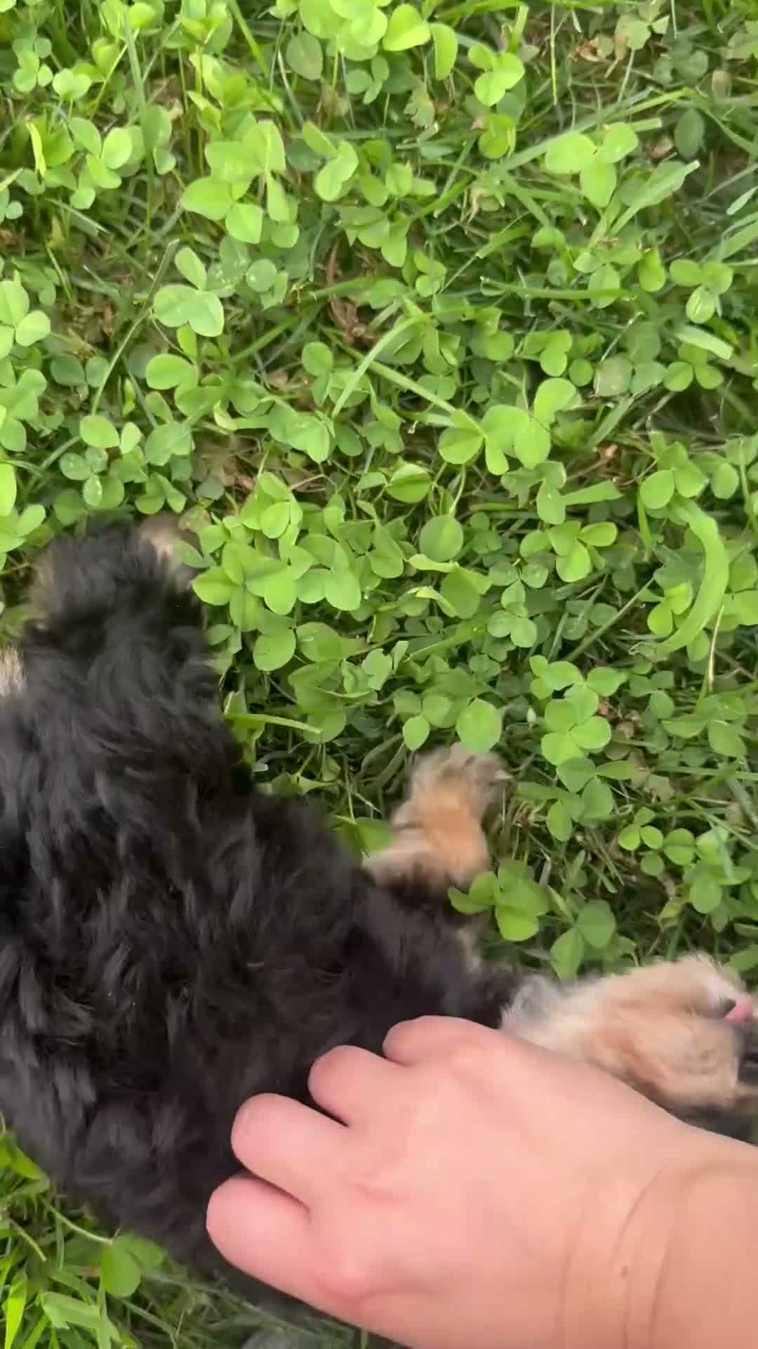 Morkie dogs for sale: Sage - Video 1