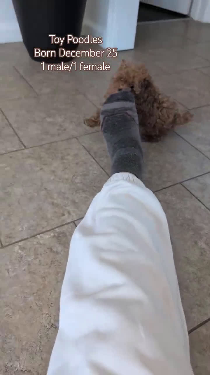 Toy Poodle dogs for sale: Chloe - Video 2