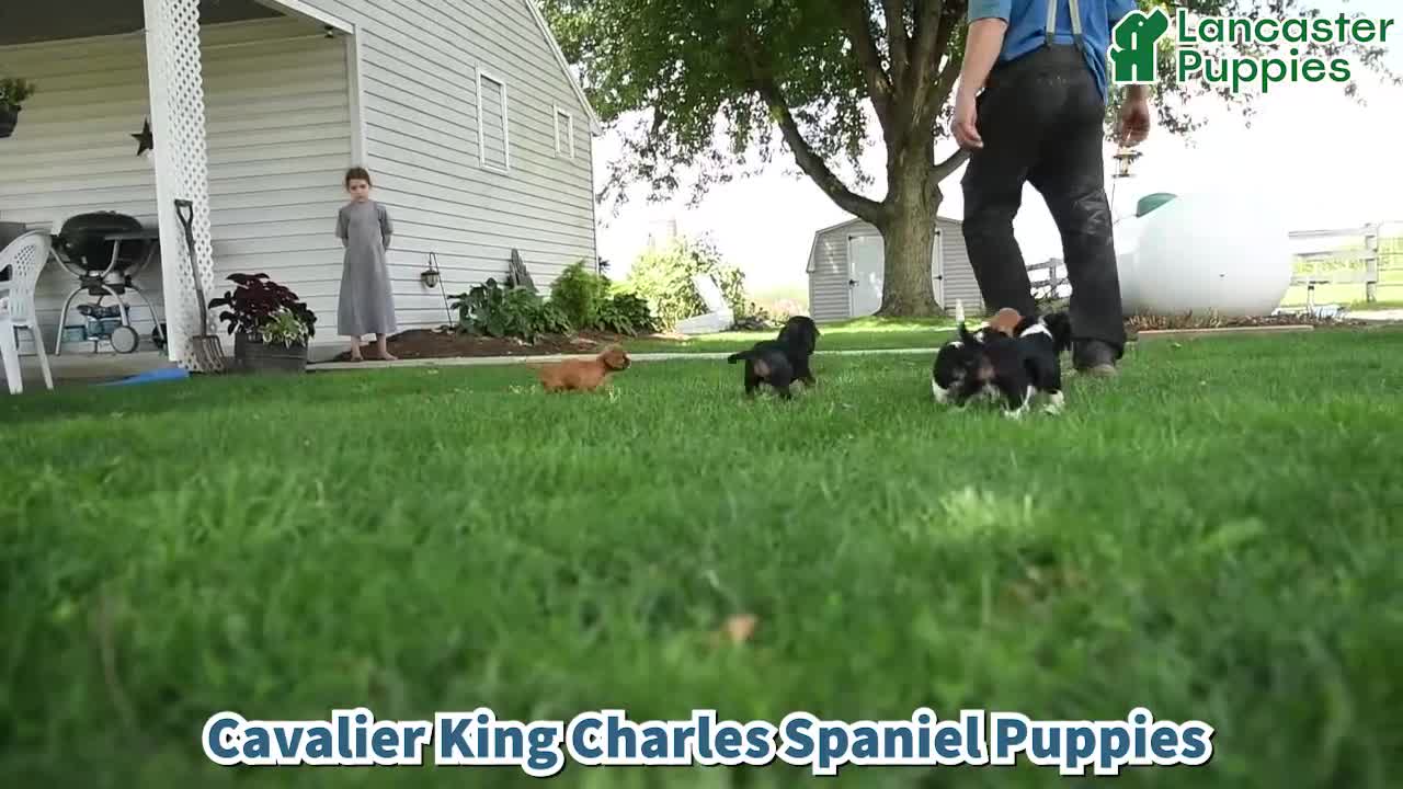 Cavalier King Charles Spaniel dogs for sale: Corvette - Video 1