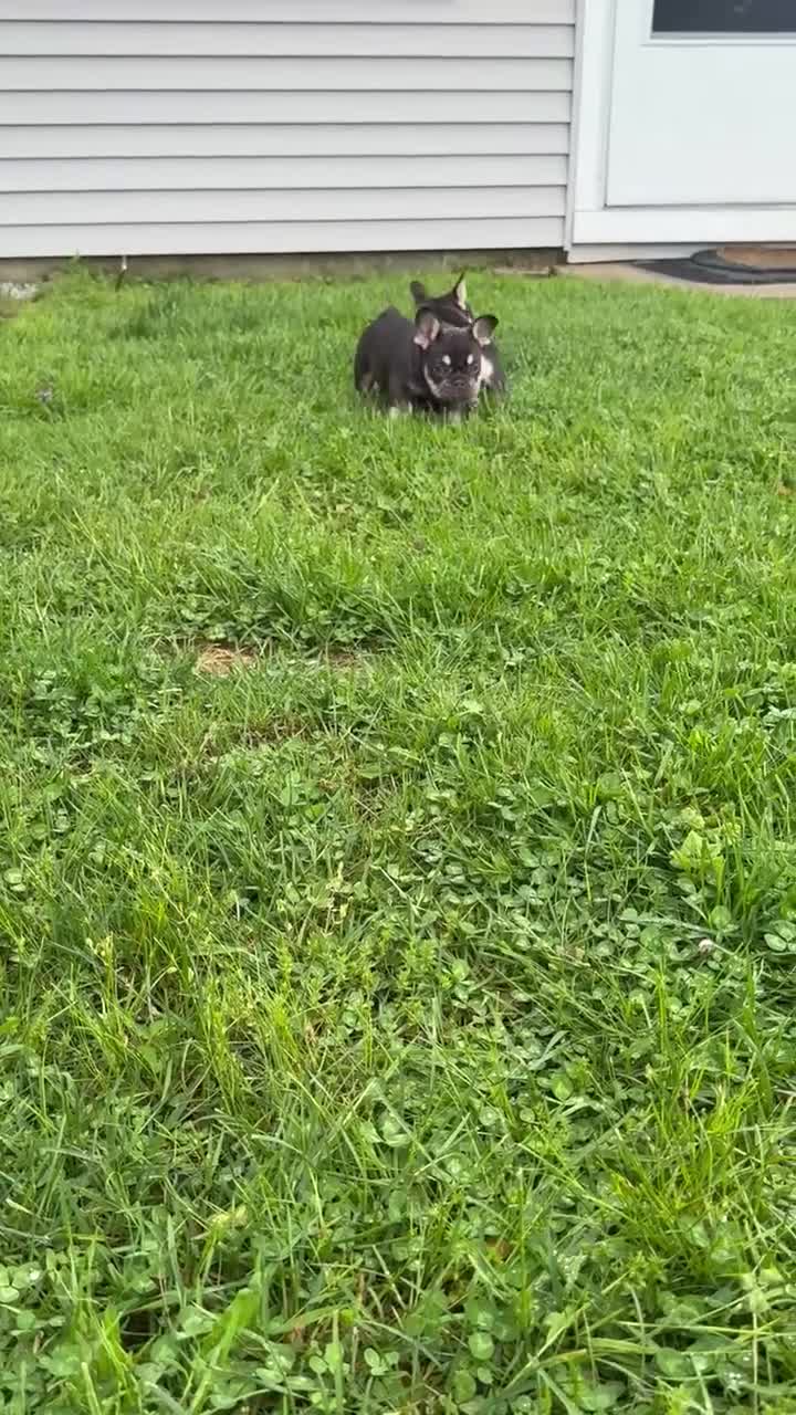 French Bulldog dogs for sale: Dolce - Video 2