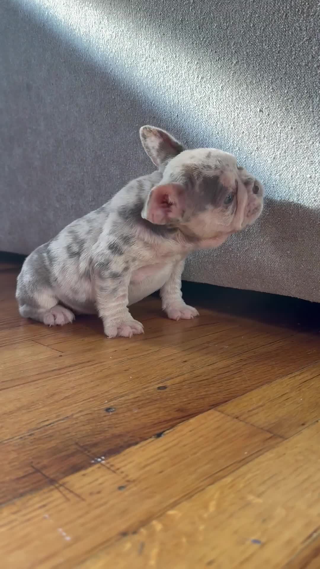 French Bulldog dogs for sale: Lola - Video 1
