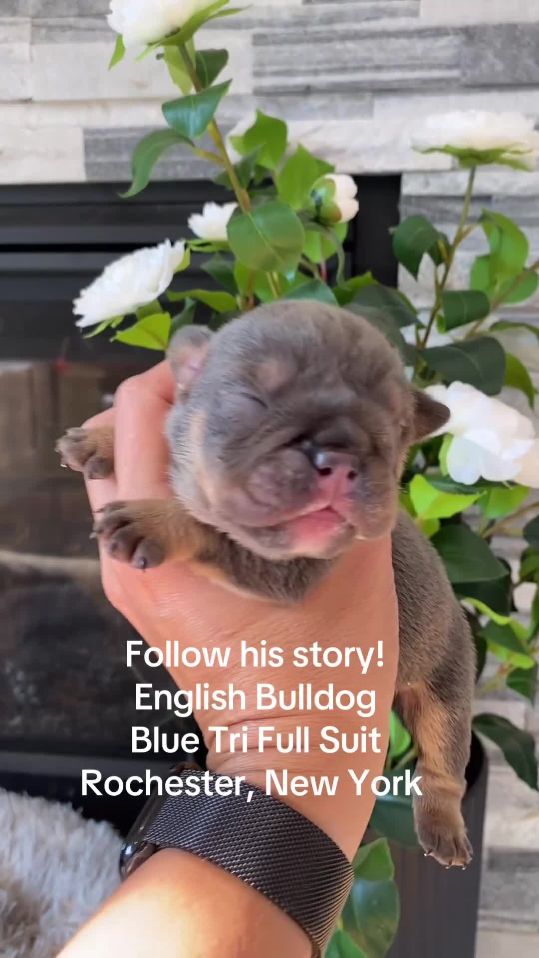 English Bulldog dogs for sale: Fire Heart - Video 1