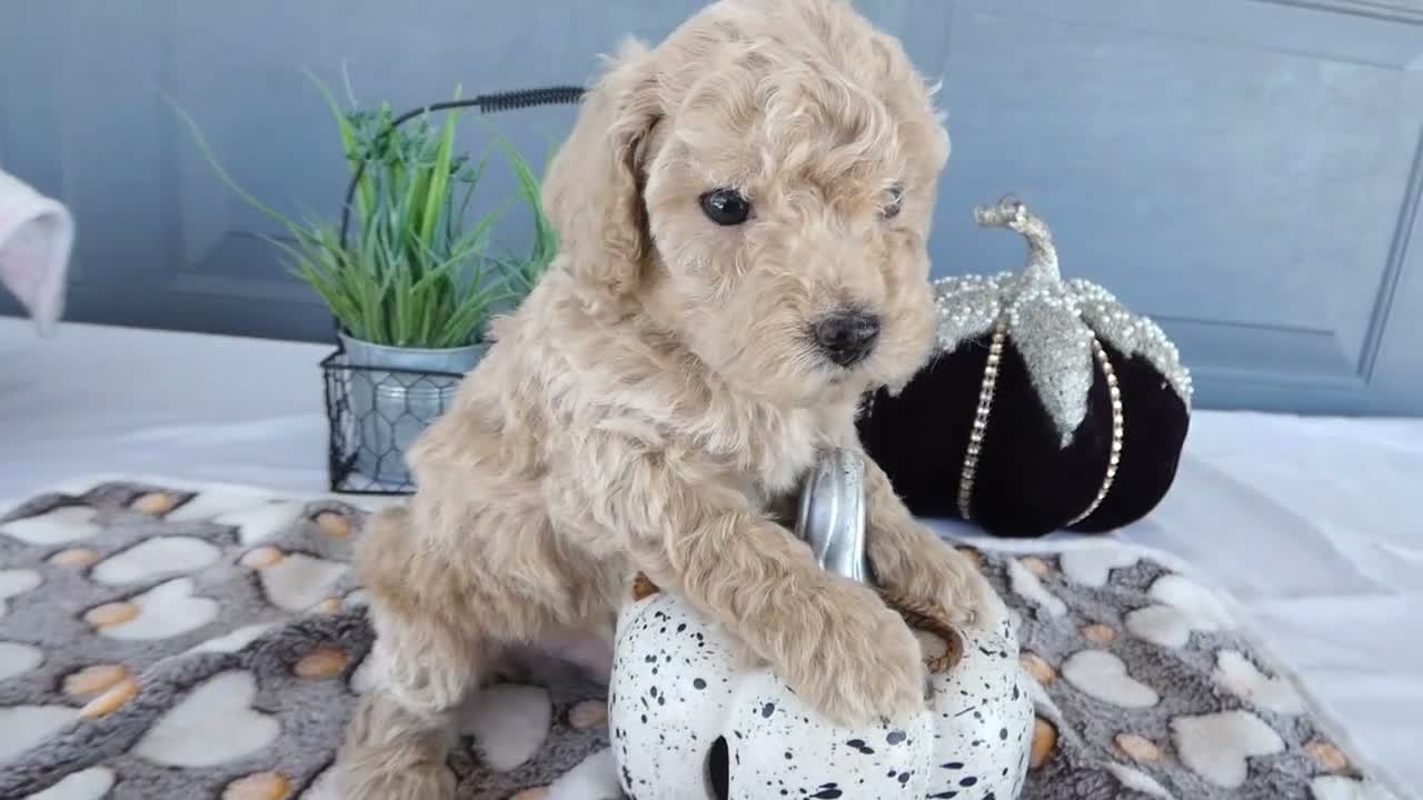 Toy Poodle dogs for sale: Toy Poodle 1 Oscar - Video 1