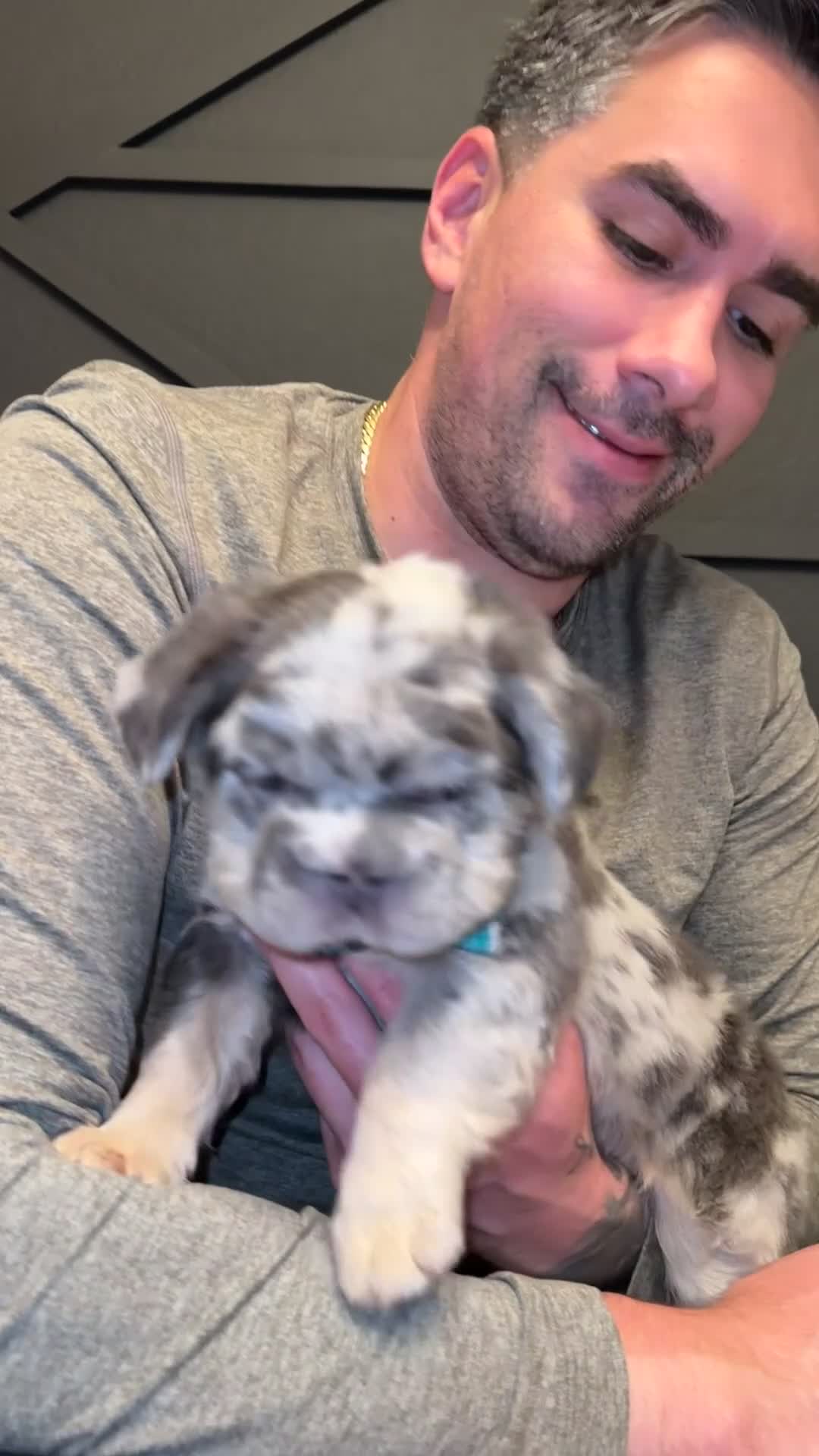 French Bulldog dogs for sale: Dollar - Video 1