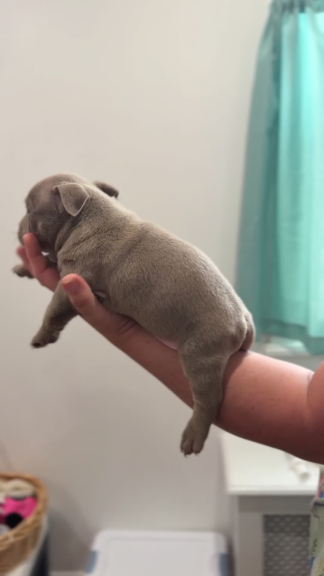American Bully dogs for sale: American Bully Chocolate Tri Color  - Video 2