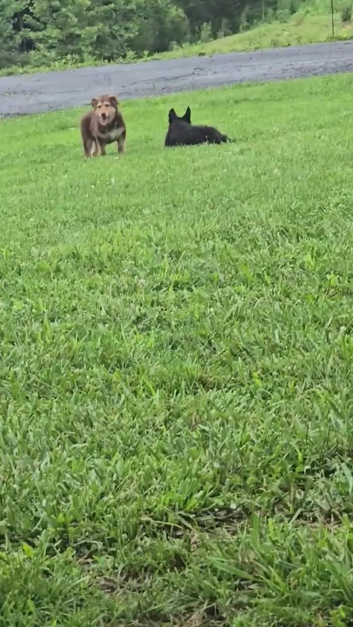 German Shepherd dogs for sale: Aurora  - Video 1