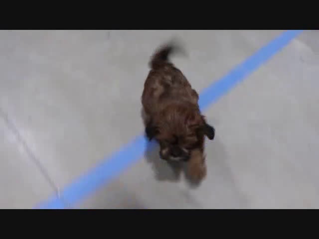 Shihpoo dogs for sale: Ryan - Video 1