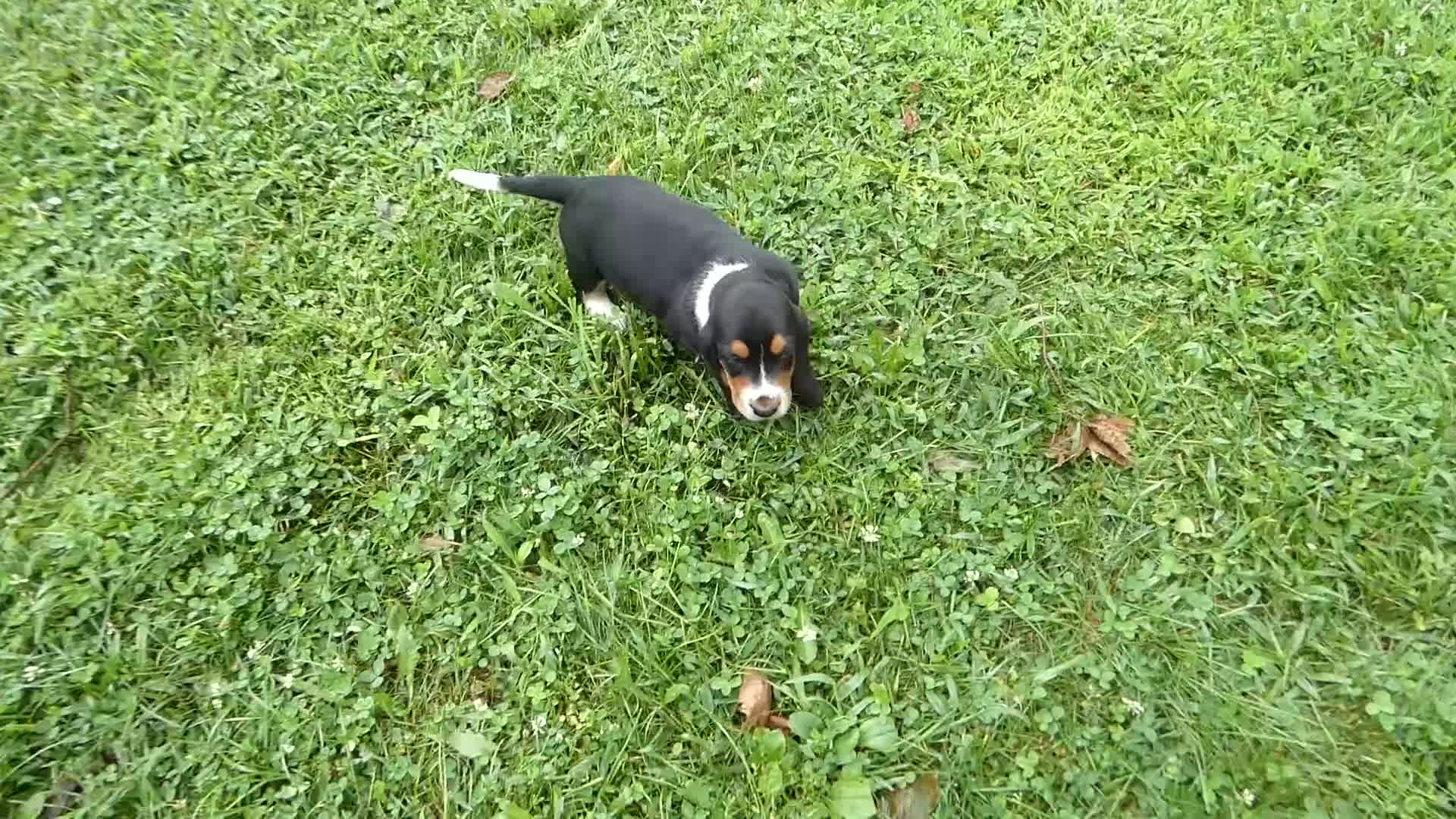 Basset Hound dogs for sale: Basset Hound 7 Victoria - Video 1