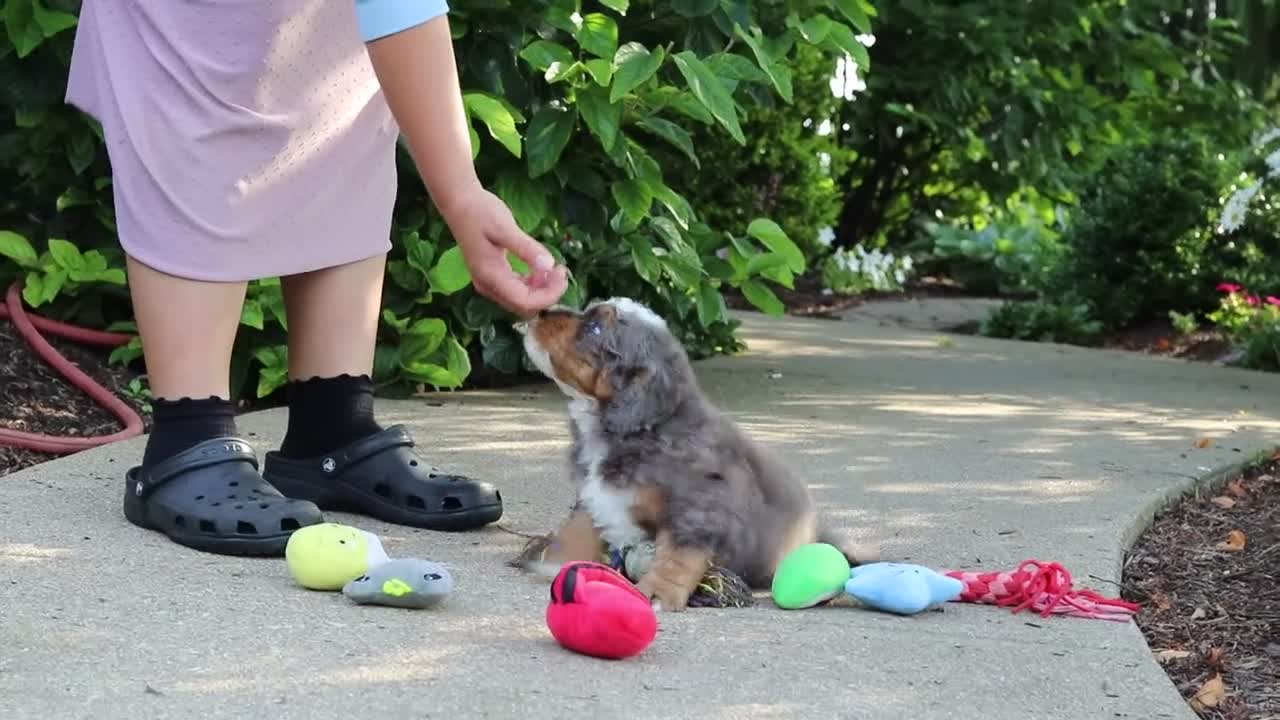 Mini Bernedoodle dogs for sale: Bentley - Video 1