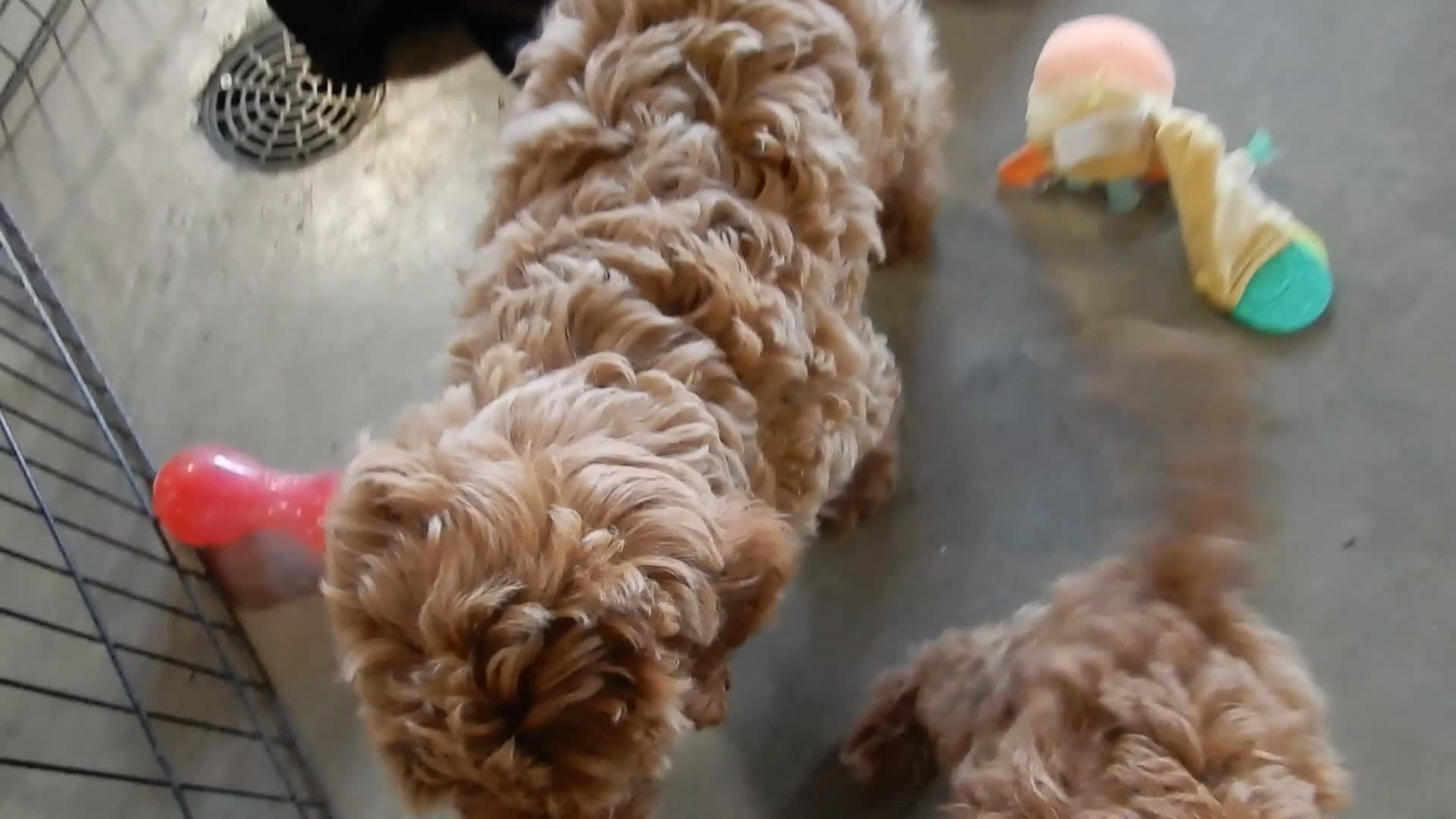 Mini Goldendoodle dogs for sale: Hunter - Video 1