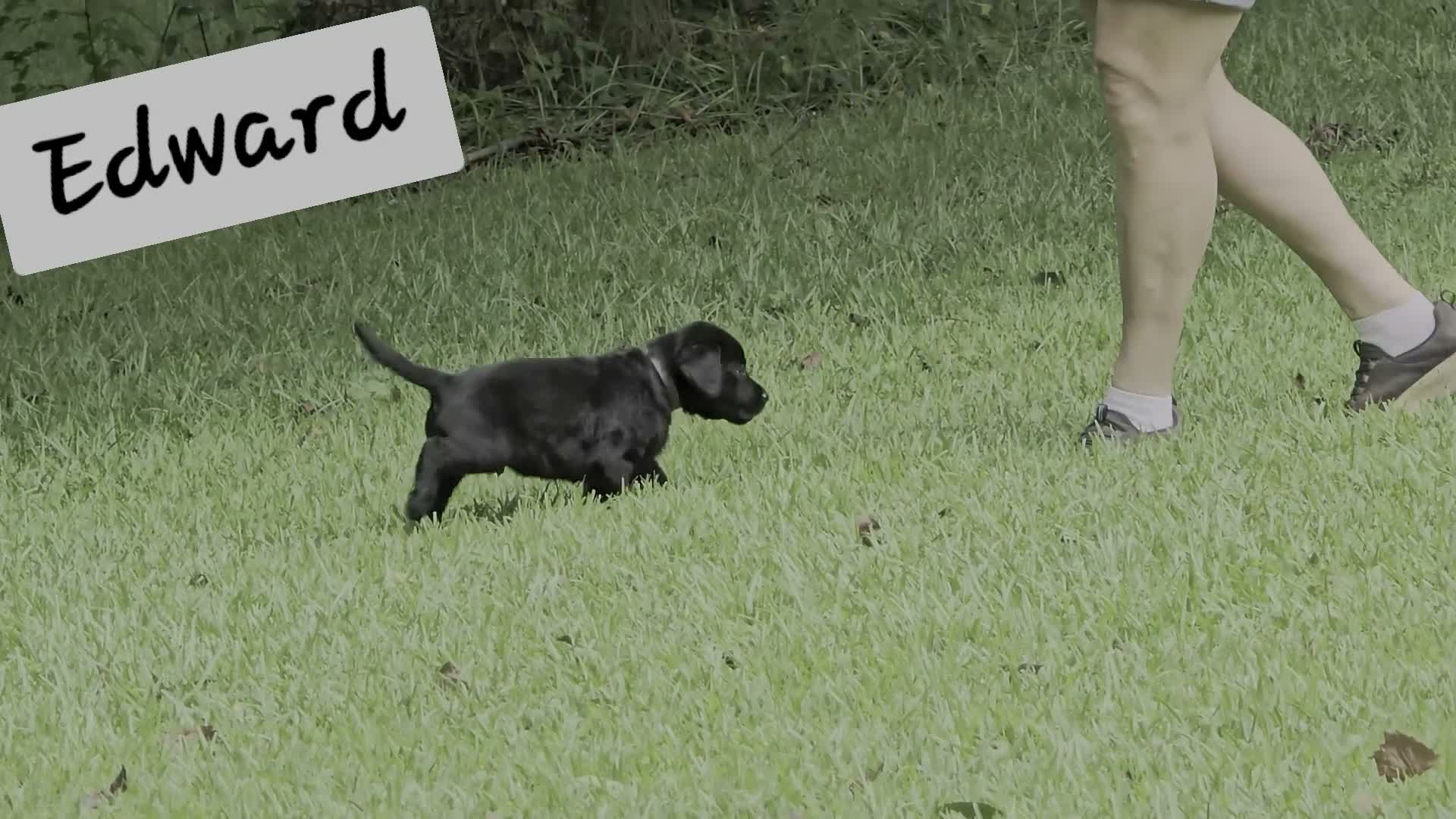Labrador Retriever dogs for sale: Edward - Video 1