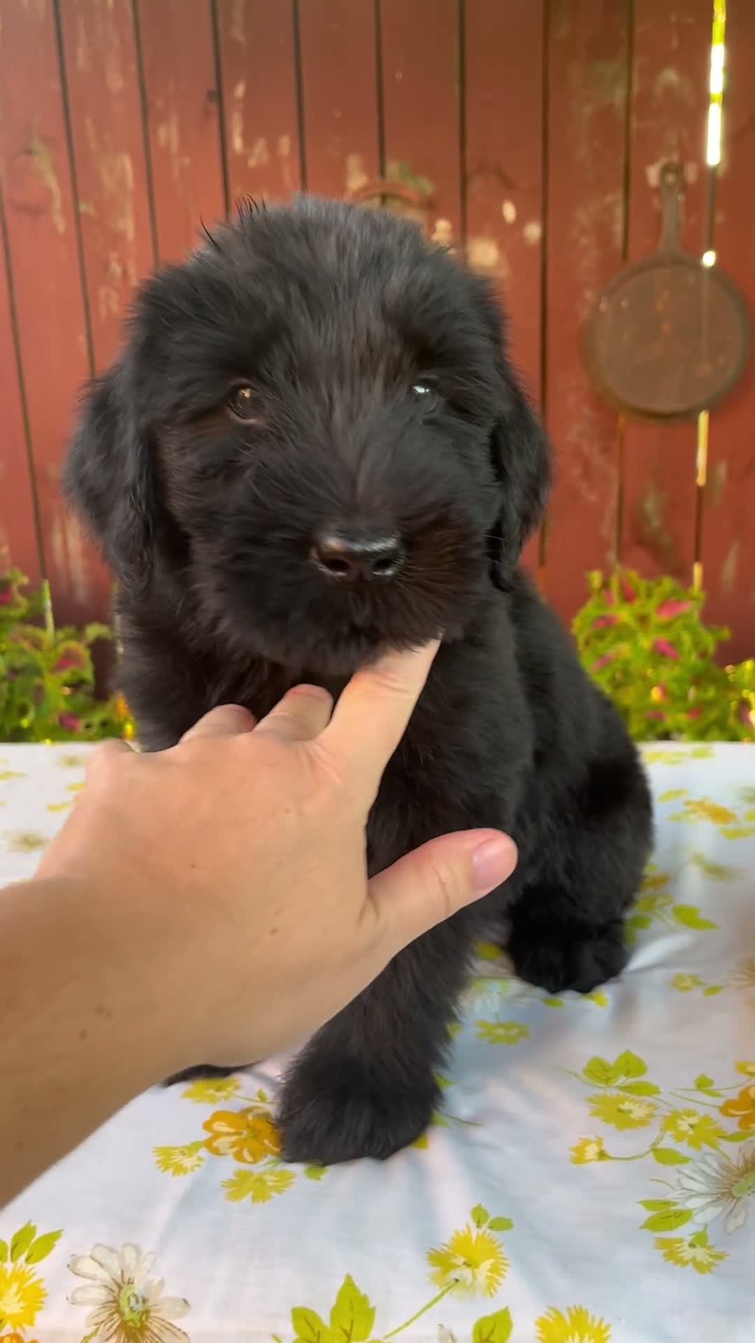 Giant Schnauzer dogs for sale: Roxann - Video 1