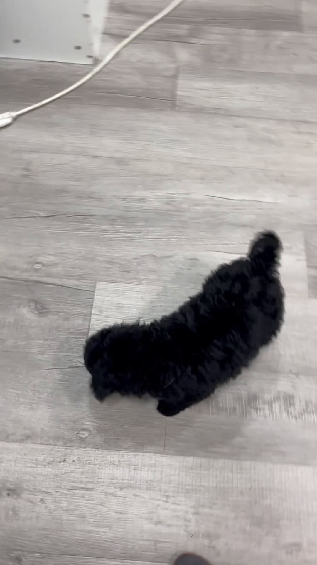 Mini Bernedoodle dogs for sale: Manny - Video 1